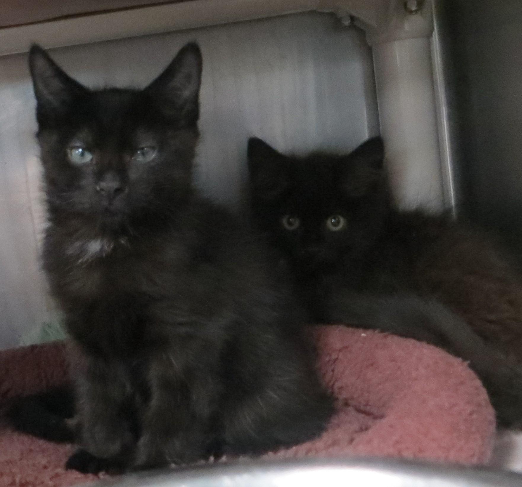 BLENDED FAMILY, a ADOPTABLE Domestic Medium Hair in Taunton, MA image 6/6