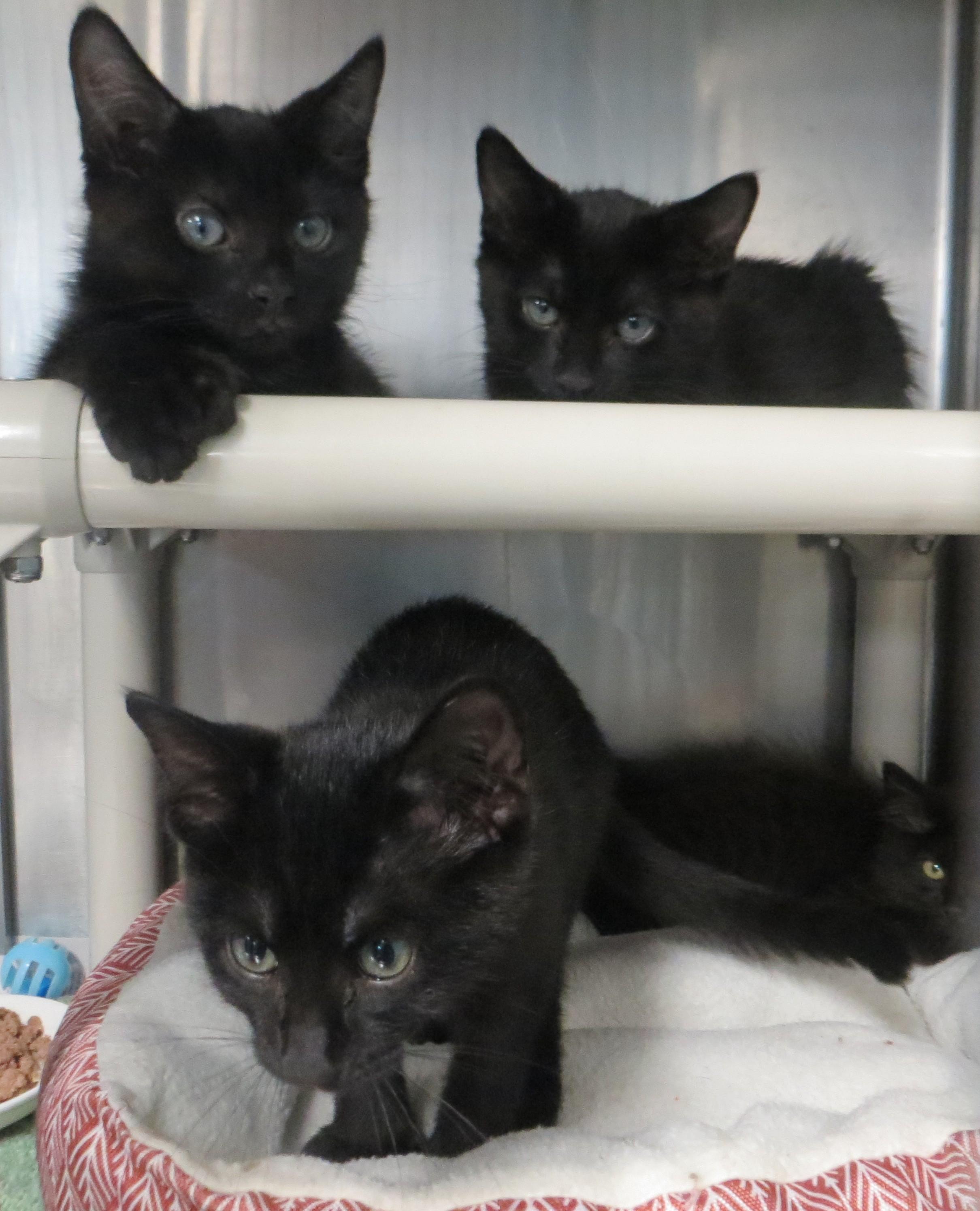 BLENDED FAMILY, a ADOPTABLE Domestic Medium Hair in Taunton, MA image 2/6