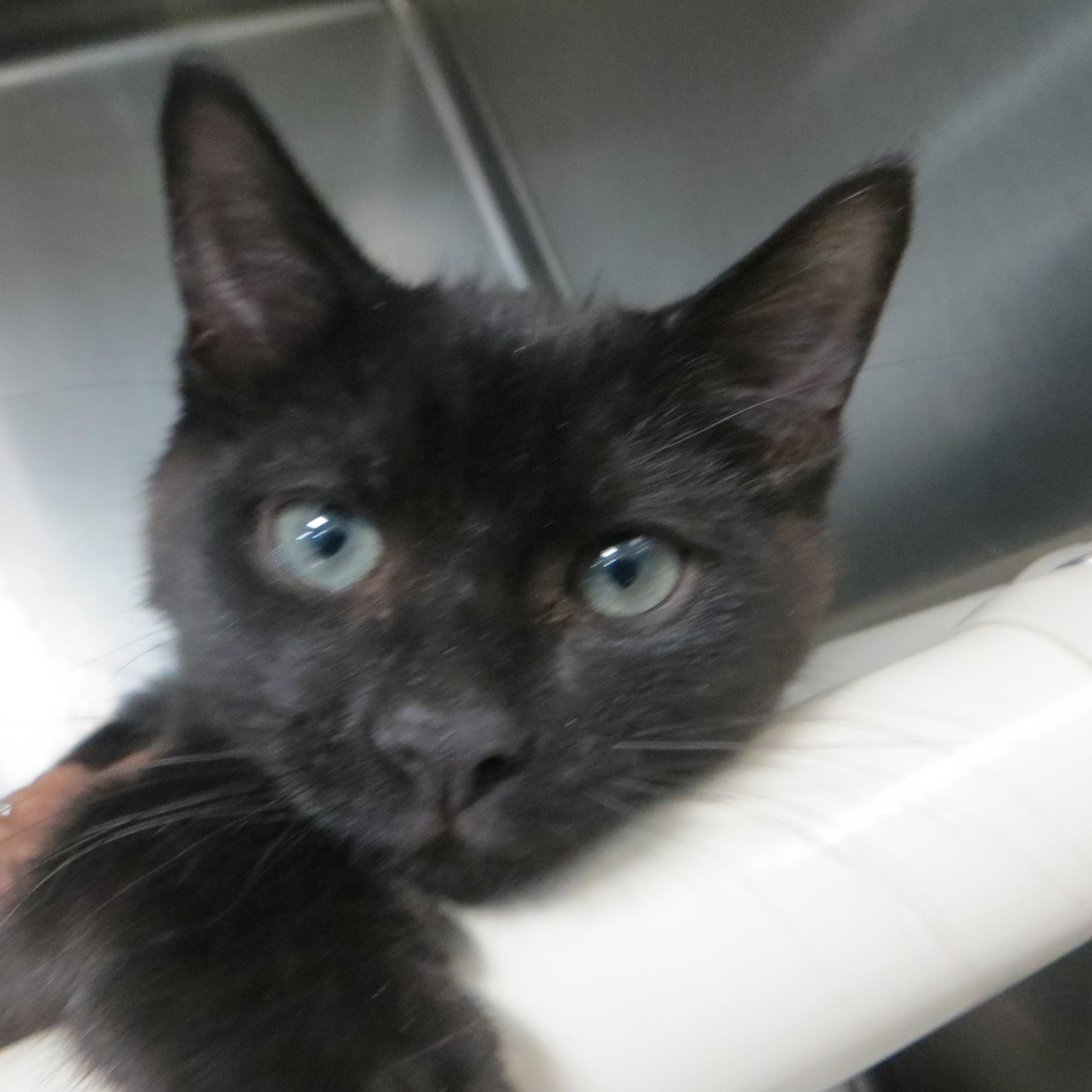 BLENDED FAMILY, a ADOPTABLE Domestic Medium Hair in Taunton, MA image 4/6