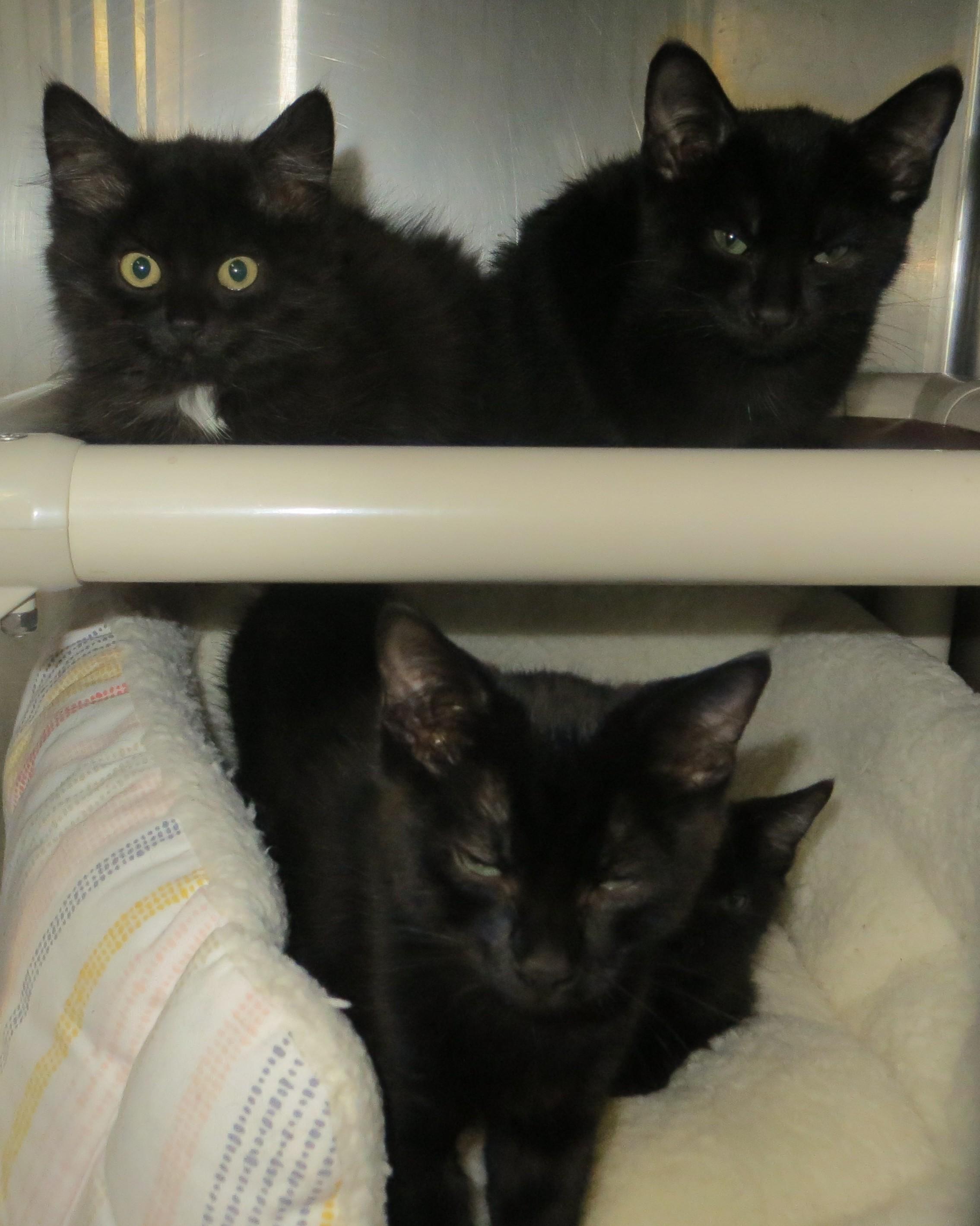 BLENDED FAMILY, ADOPTABLE, Young Male Domestic Medium Hair.