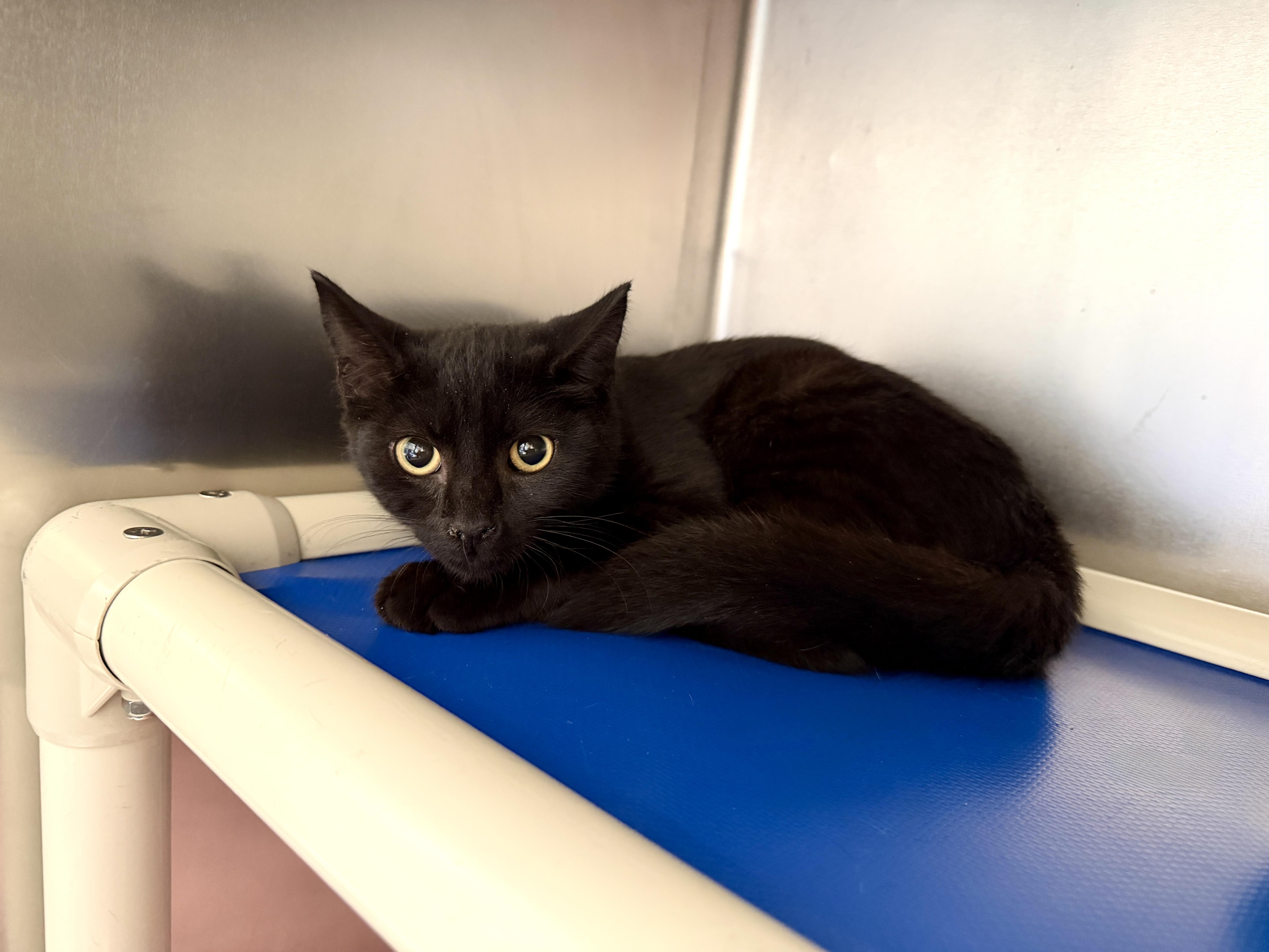 Peanut Butter, ADOPTABLE, Kitten Male Domestic Short Hair.