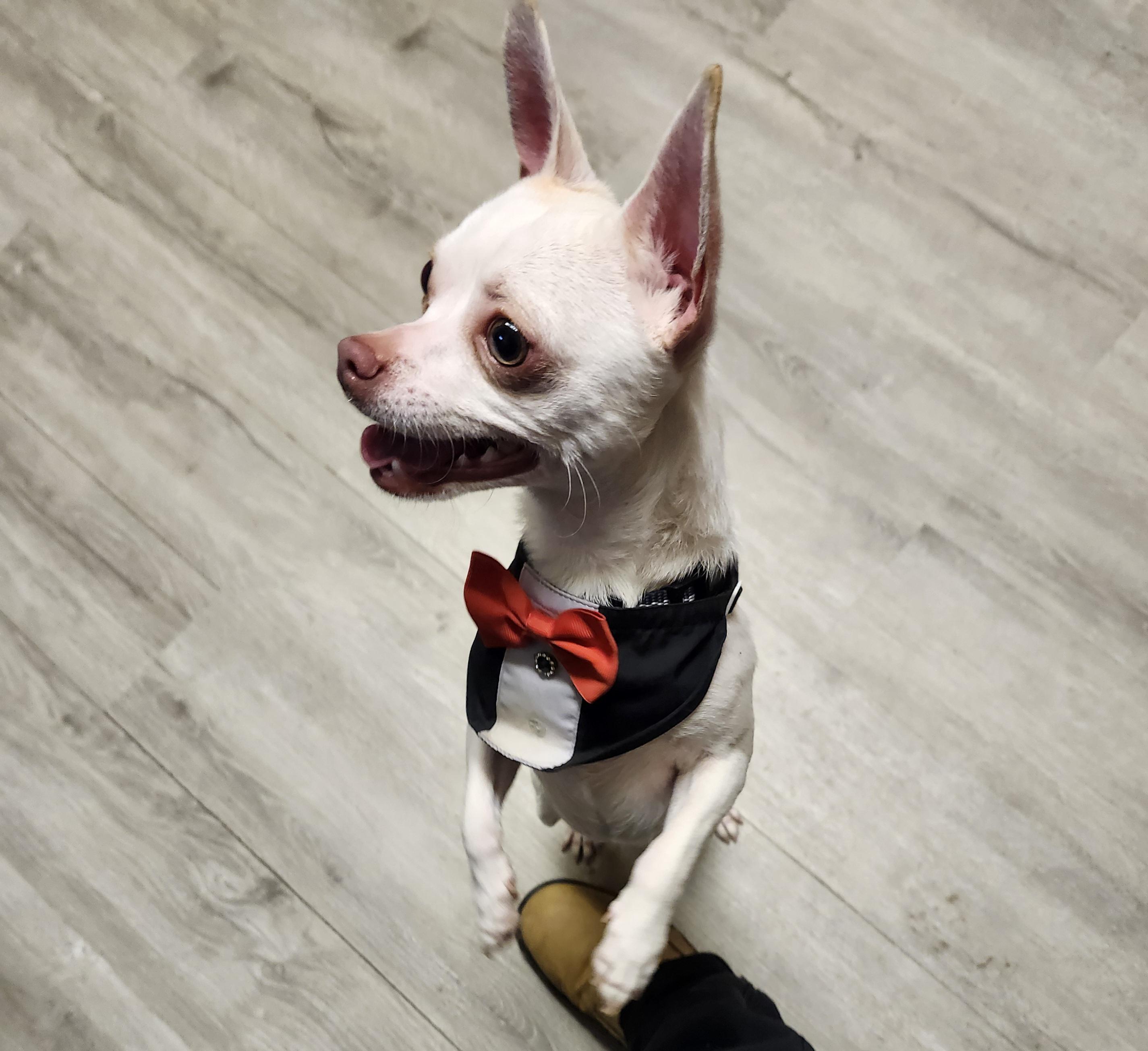 Blippi, adopted, Young Male Chihuahua.