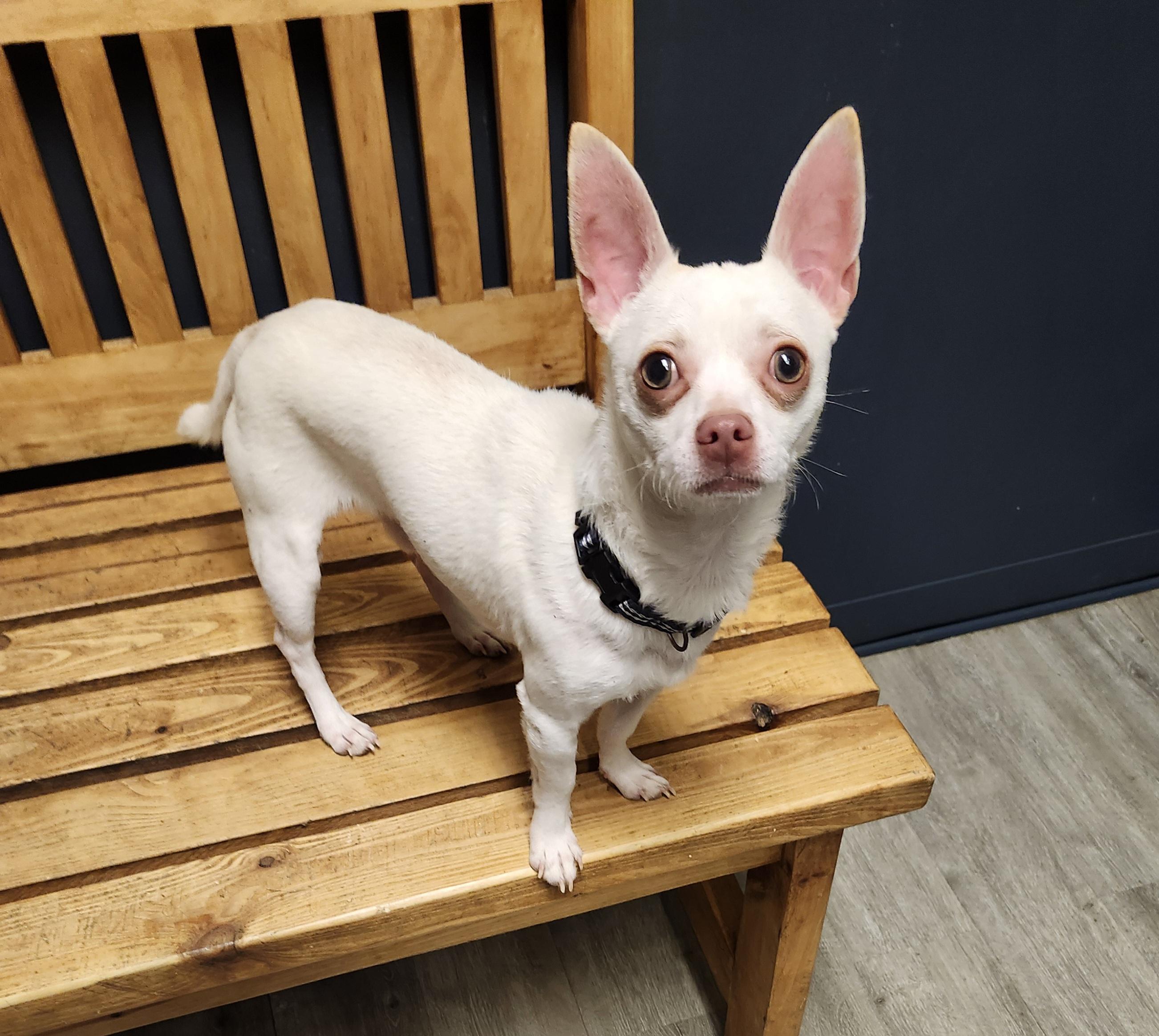 Enlarge Blippi, an adopted Chihuahua in Mansfield, OH image 3/4
