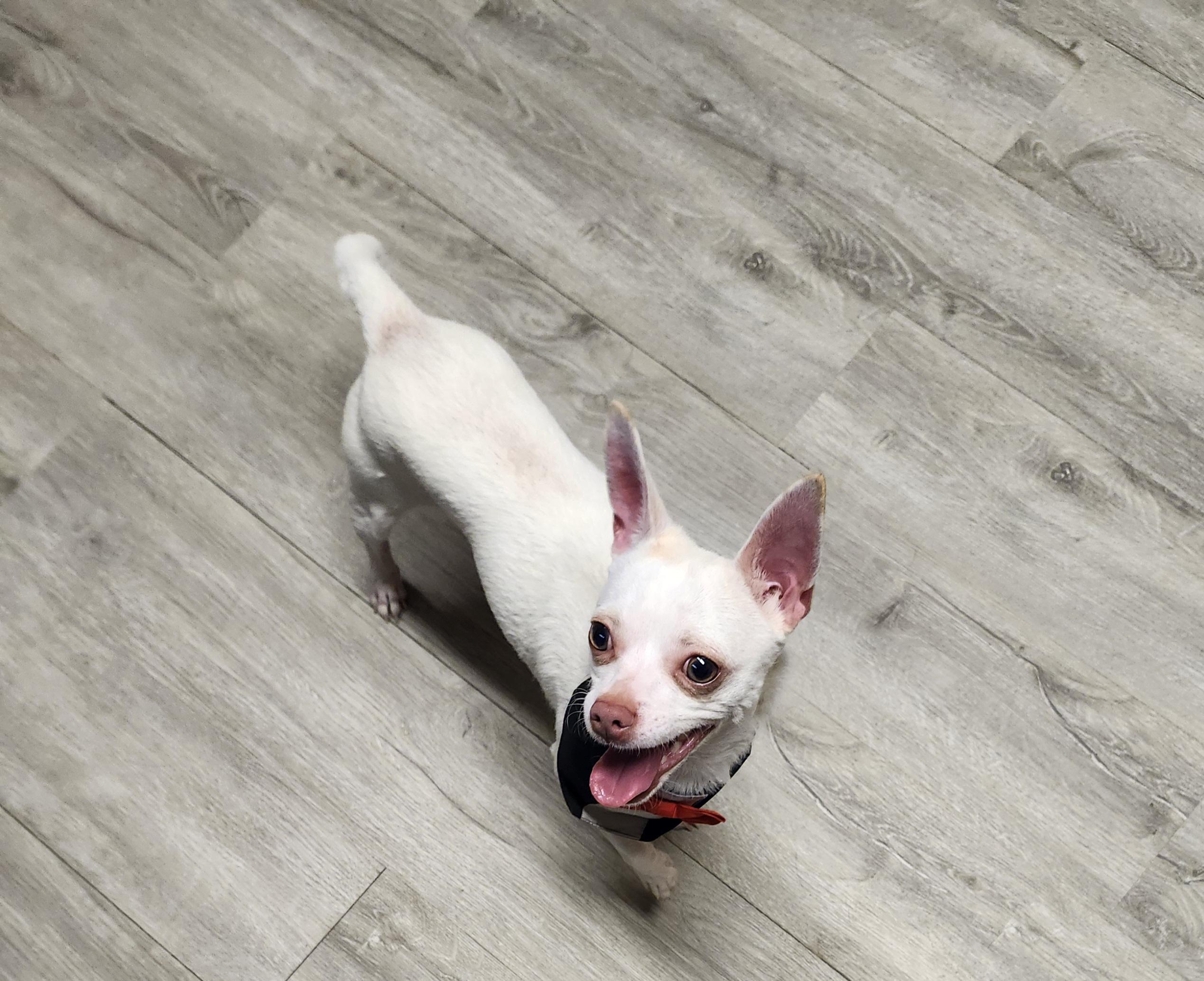 Enlarge Blippi, an adopted Chihuahua in Mansfield, OH image 4/4