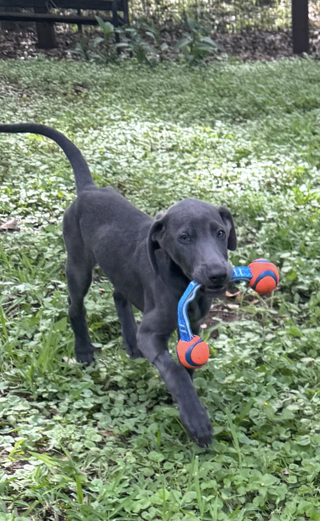 Bruno Song, a Adoptable Labrador Retriever in Fort Worth, TX image 2/3