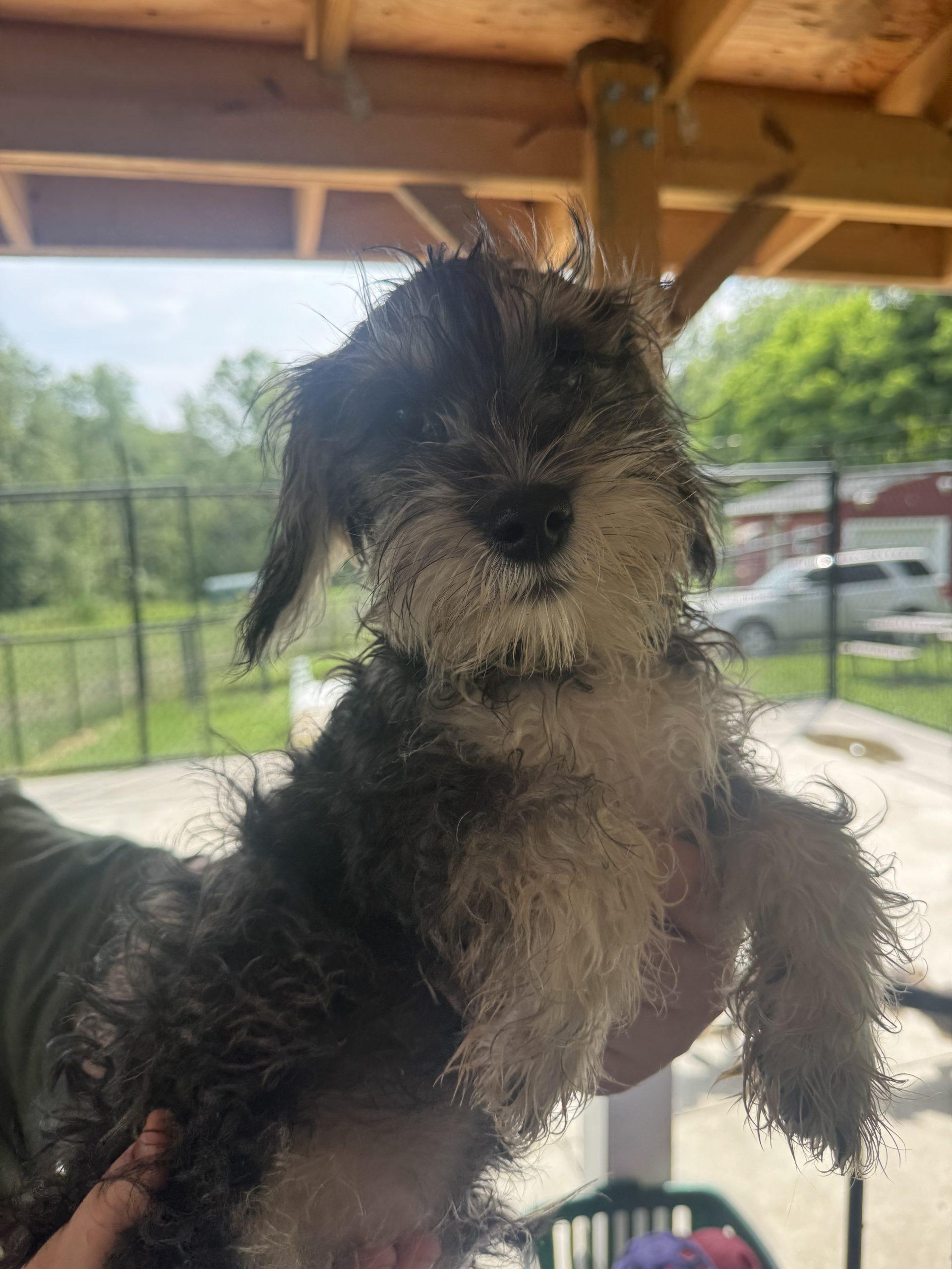 Leo, Adoptable, Puppy Male Schnauzer & Mixed Breed.