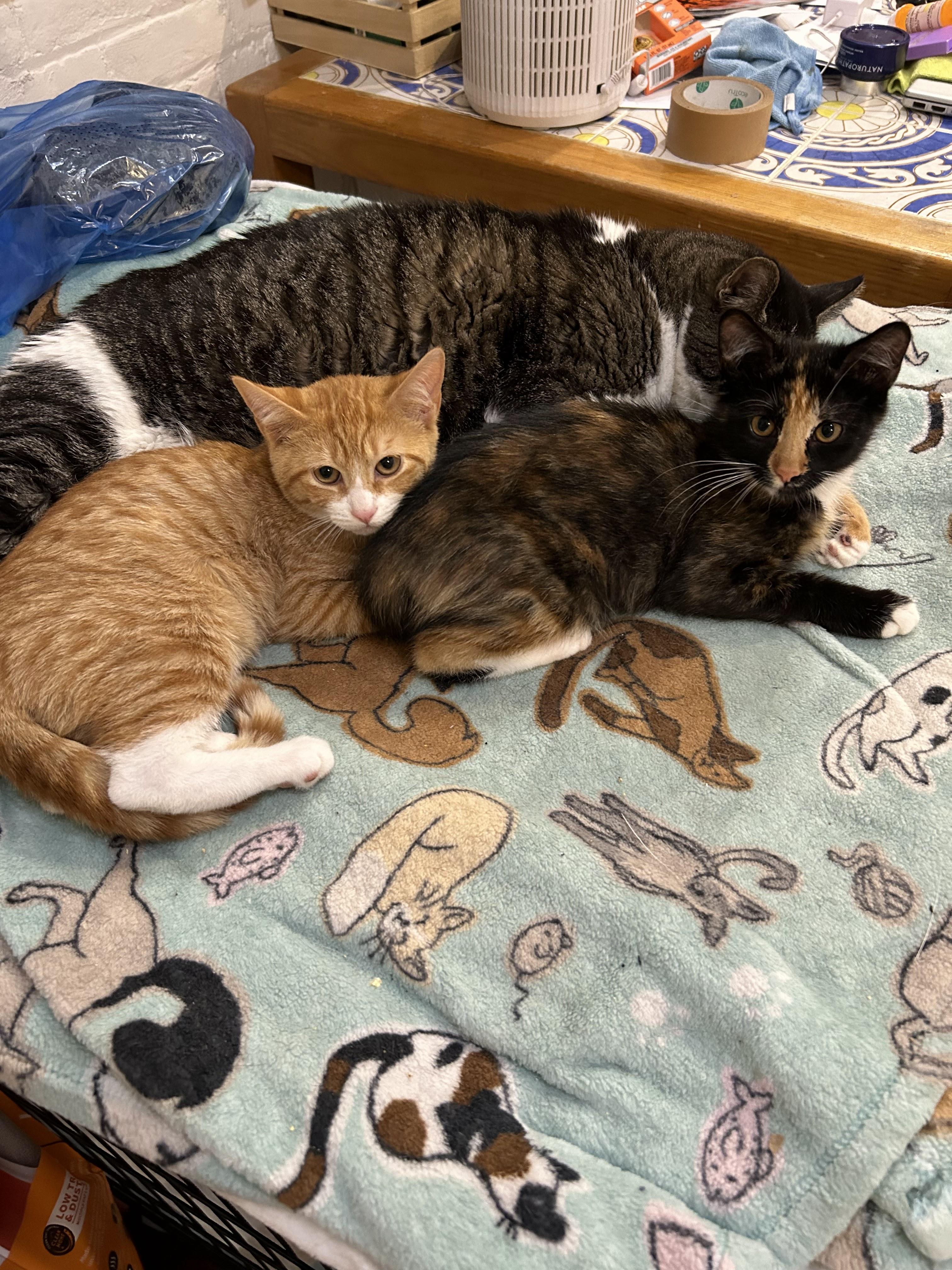 Enlarge Princess Peach, a Adopted Domestic Short Hair in brooklyn, NY image 4/4