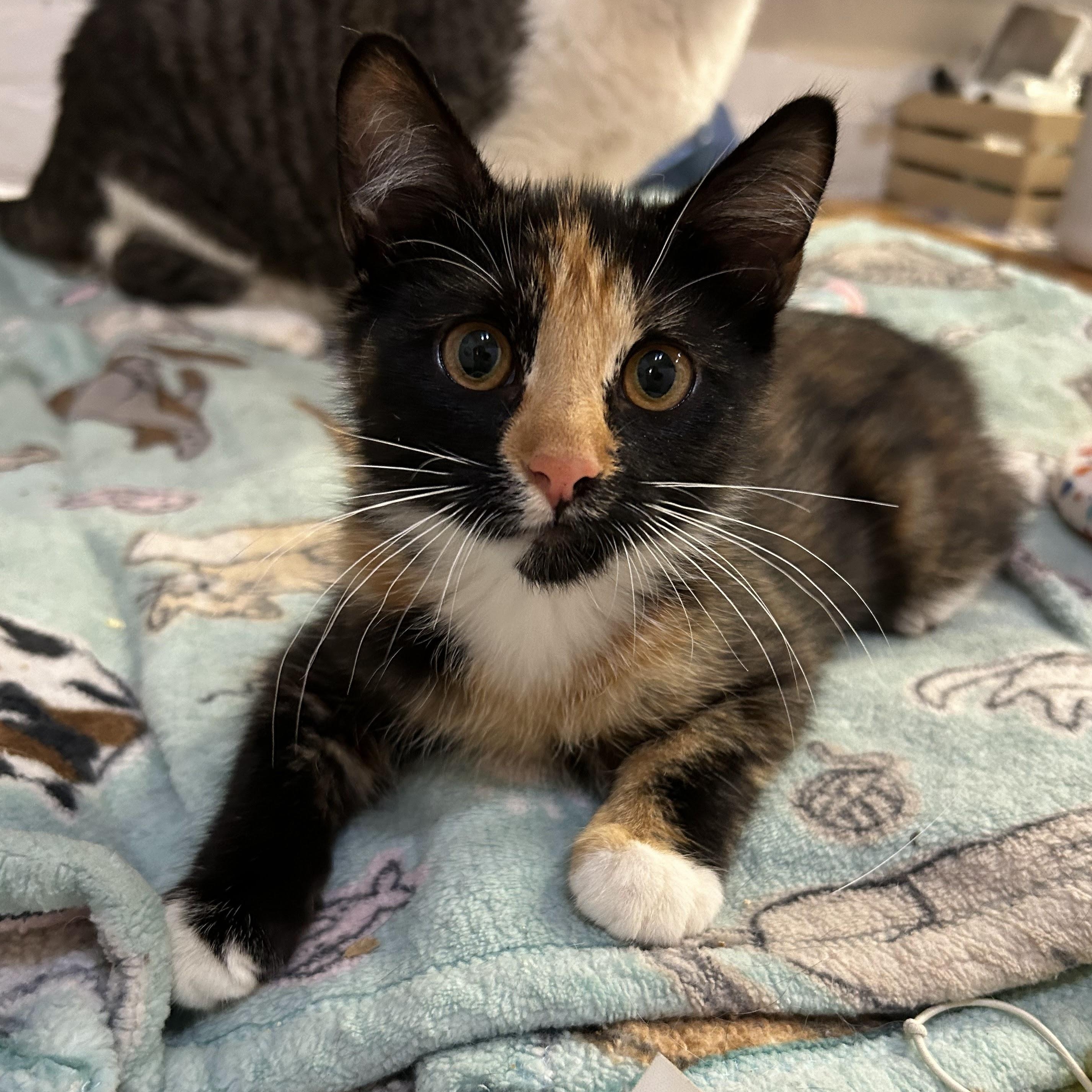 Princess Peach, Adopted, Kitten Female Domestic Short Hair.