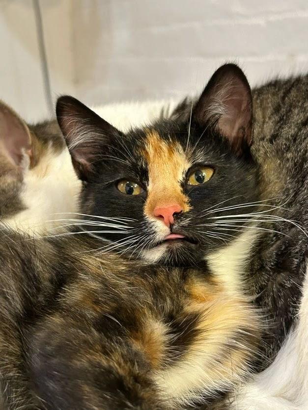 Enlarge Princess Peach, a Adopted Domestic Short Hair in brooklyn, NY image 3/4