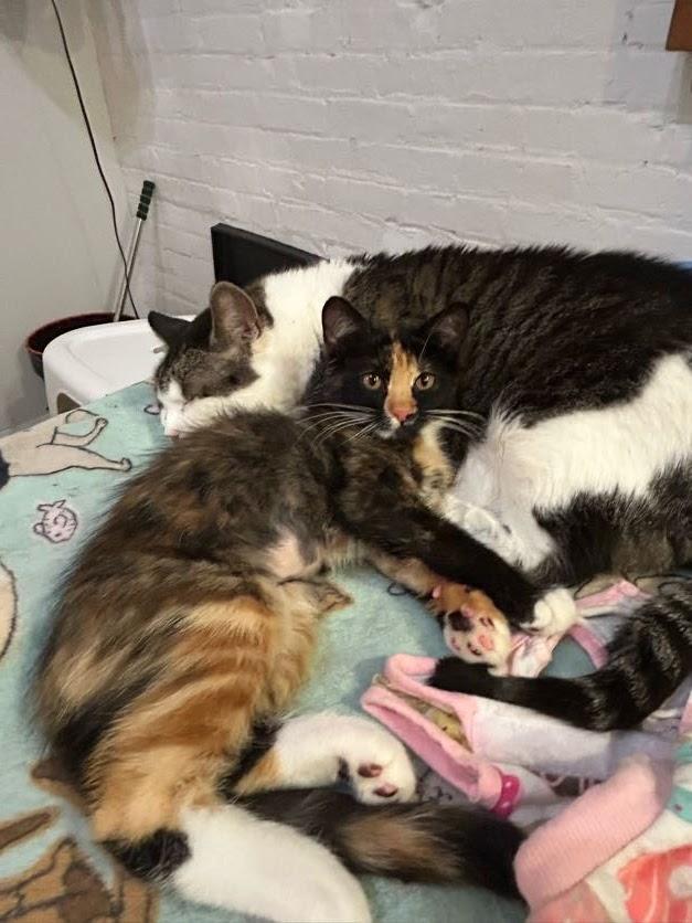 Enlarge Princess Peach, a Adopted Domestic Short Hair in brooklyn, NY image 2/4