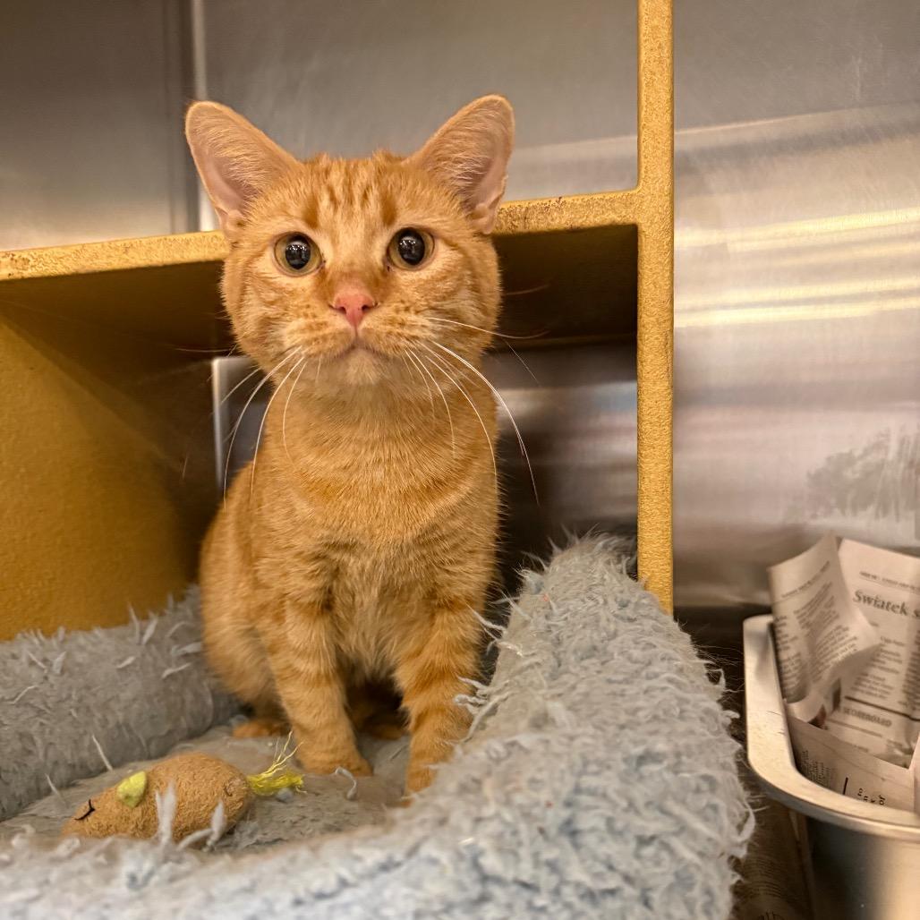 Enlarge Mary, a Adoptable Domestic Short Hair in Overland Park, KS image 1/5