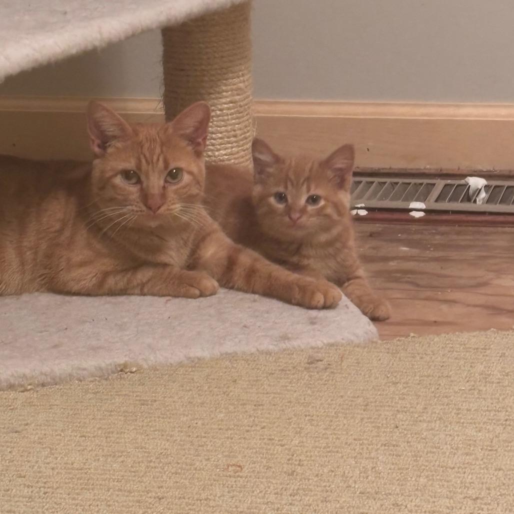 Enlarge Mary, a Adoptable Domestic Short Hair in Overland Park, KS image 2/5