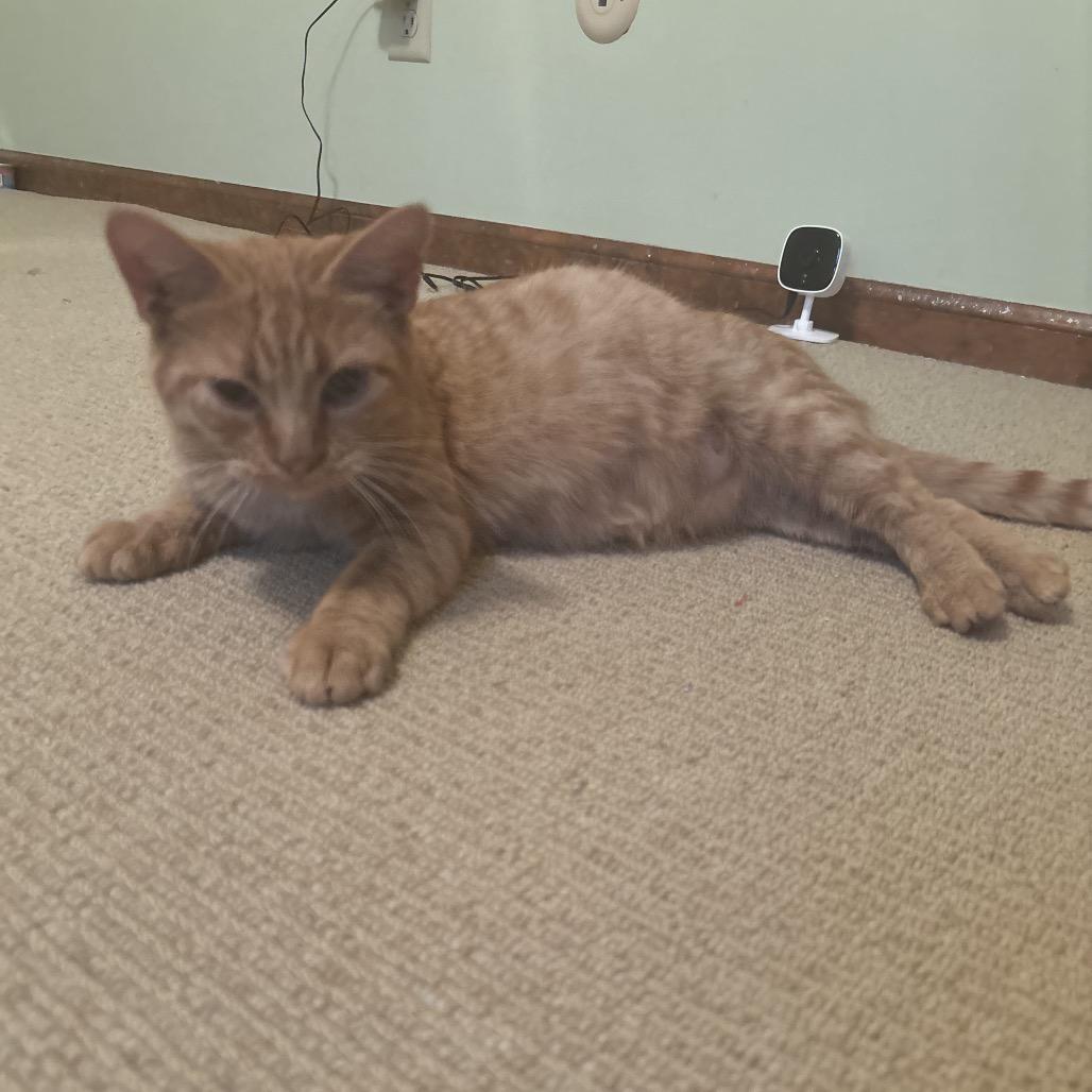 Enlarge Mary, a Adoptable Domestic Short Hair in Overland Park, KS image 3/5