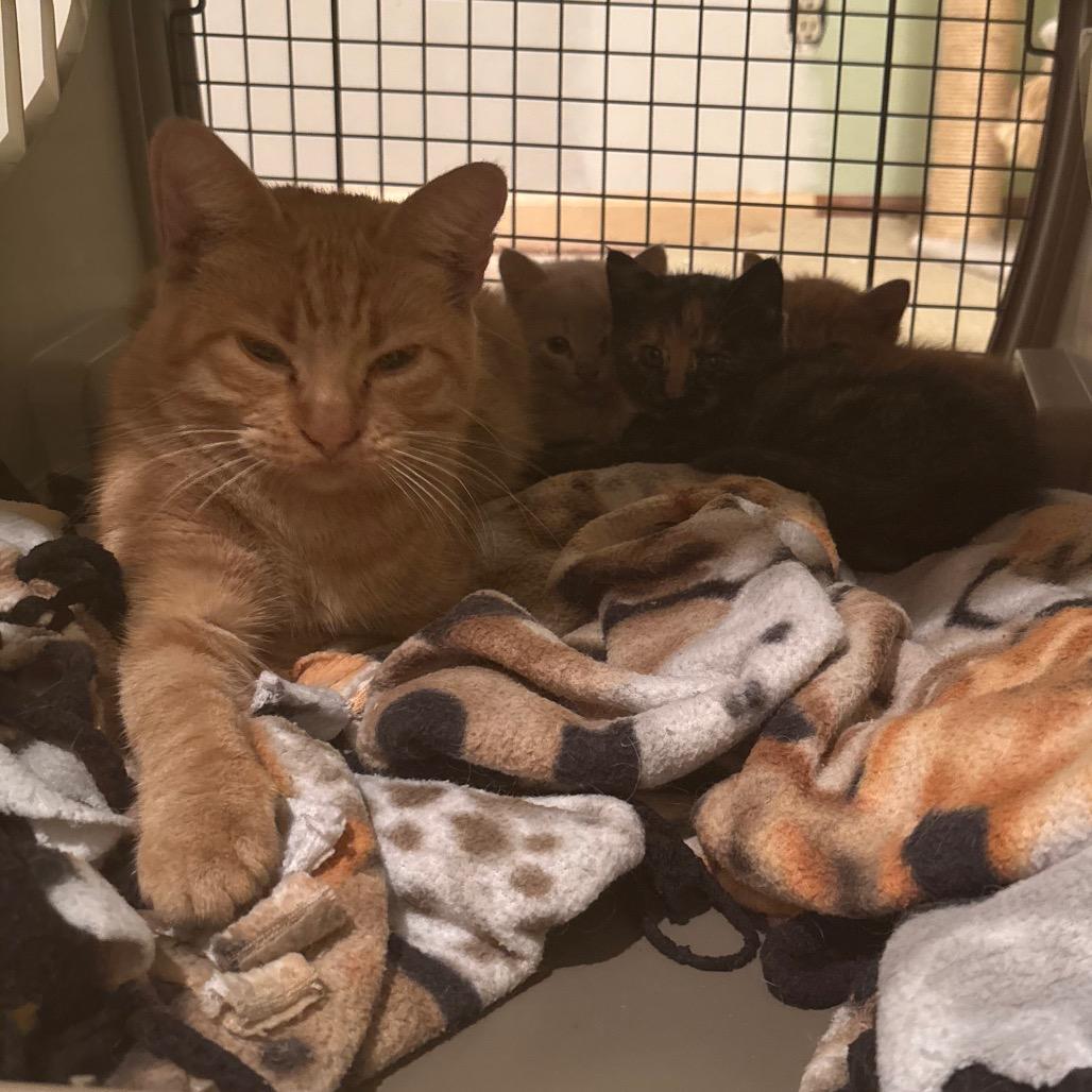 Enlarge Mary, a Adoptable Domestic Short Hair in Overland Park, KS image 4/5