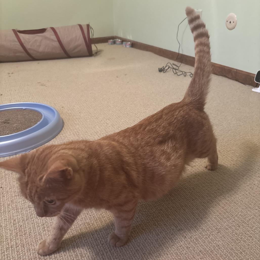 Enlarge Mary, a Adoptable Domestic Short Hair in Overland Park, KS image 5/5