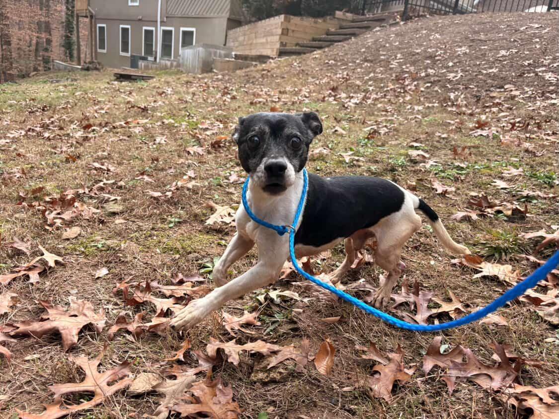Cleatus/Barfi, ADOPTABLE, Senior Male Rat Terrier.