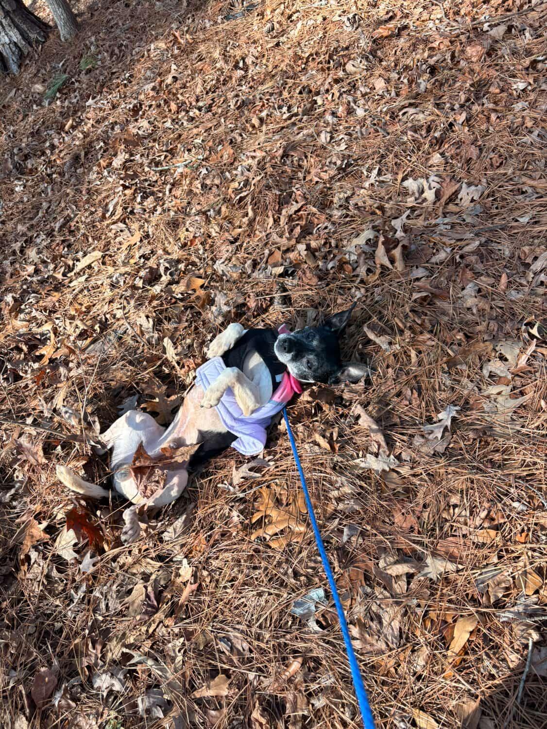 Enlarge Cleatus/Barfi, a ADOPTABLE Rat Terrier in Powder Springs, GA image 3/3