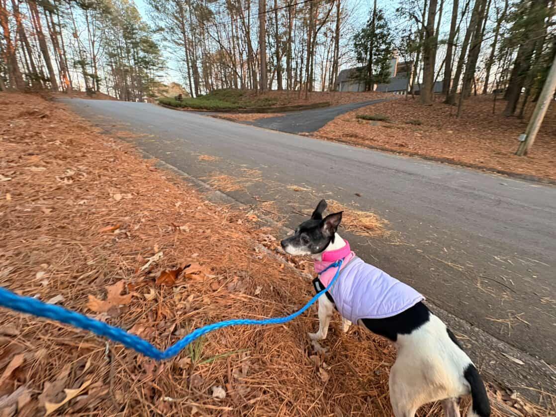 Enlarge Cleatus/Barfi, a ADOPTABLE Rat Terrier in Powder Springs, GA image 2/3
