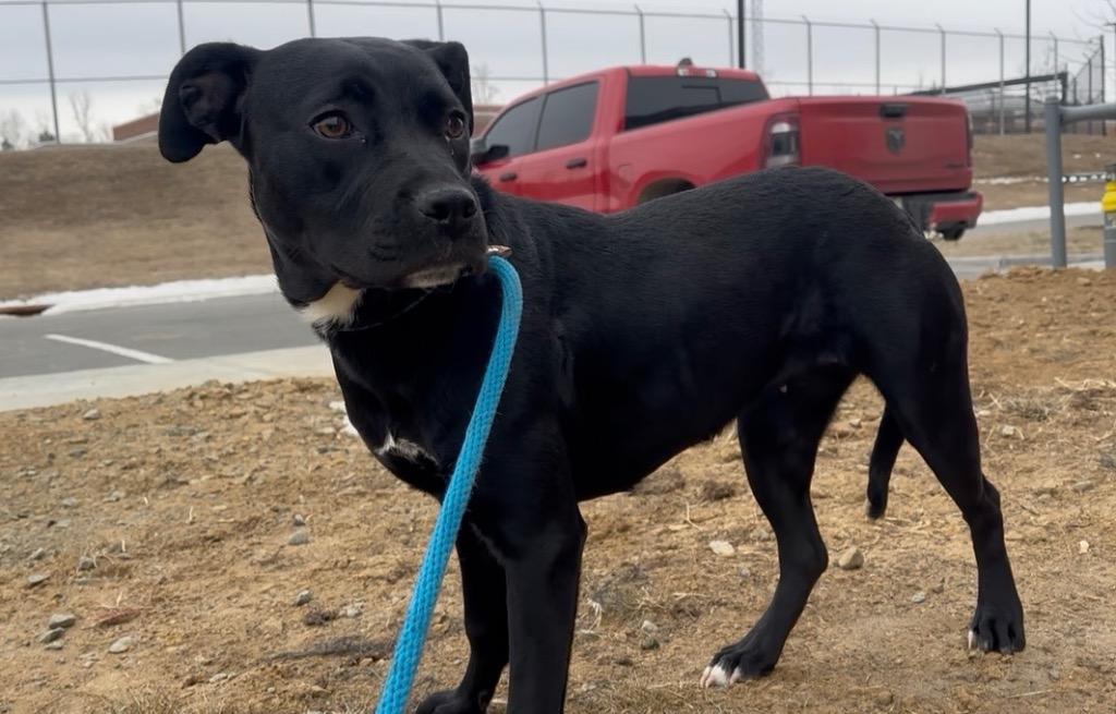 Enlarge Megan, a Adoptable mixed breed in Oxford, NC image 2/4