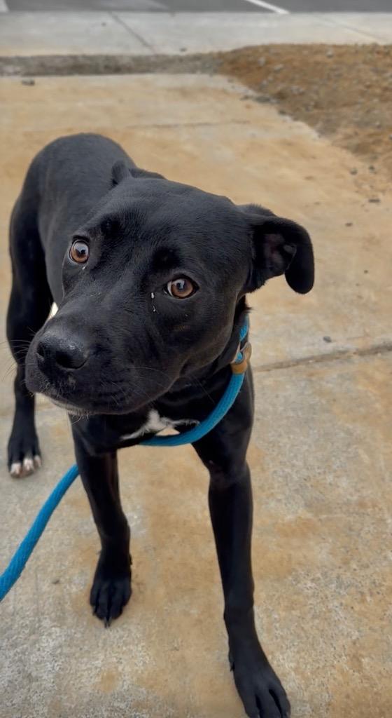 Enlarge Megan, a Adoptable mixed breed in Oxford, NC image 3/4