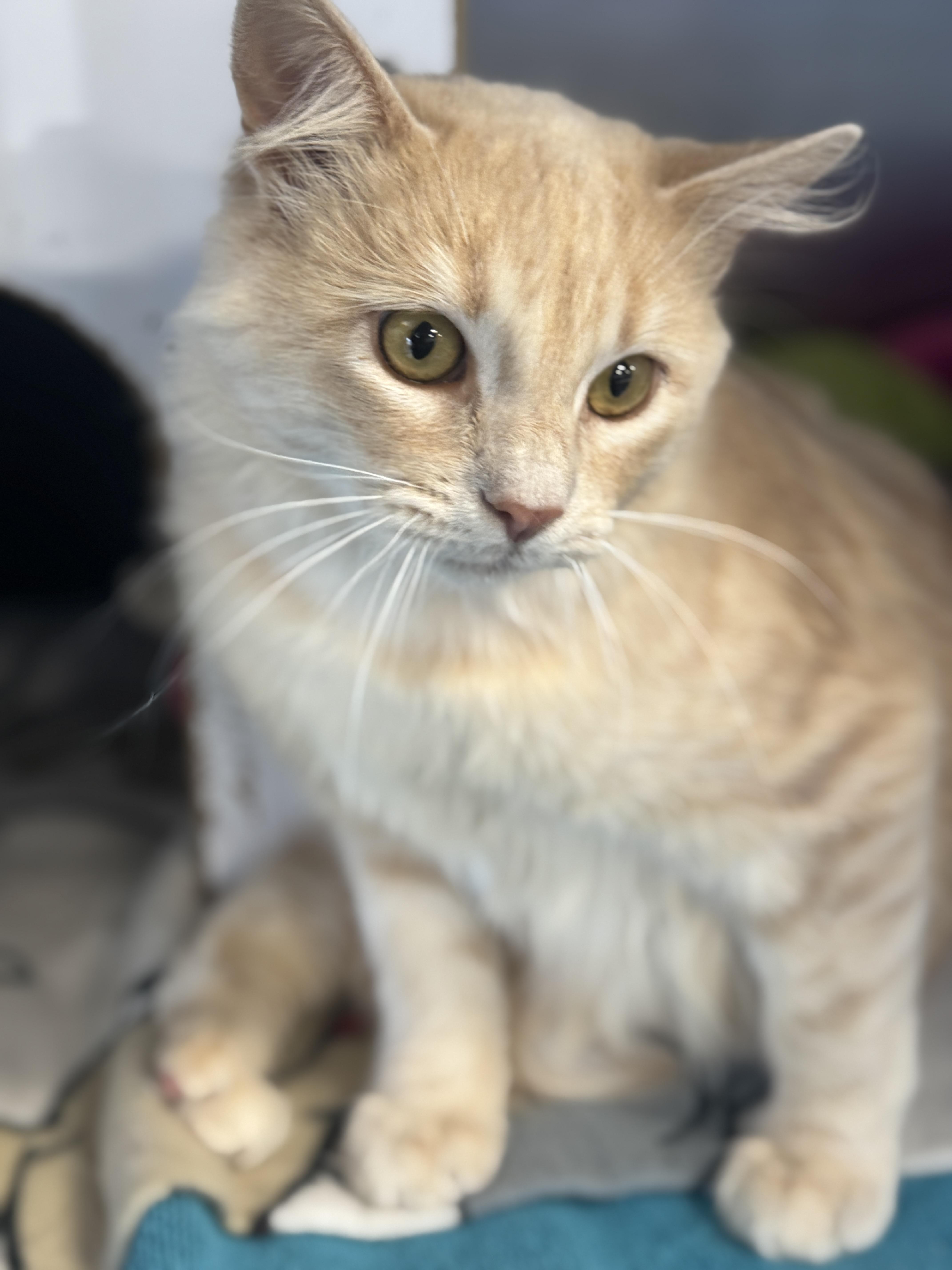 Curry, an adopted Domestic Medium Hair in Navarre, FL image 3/5