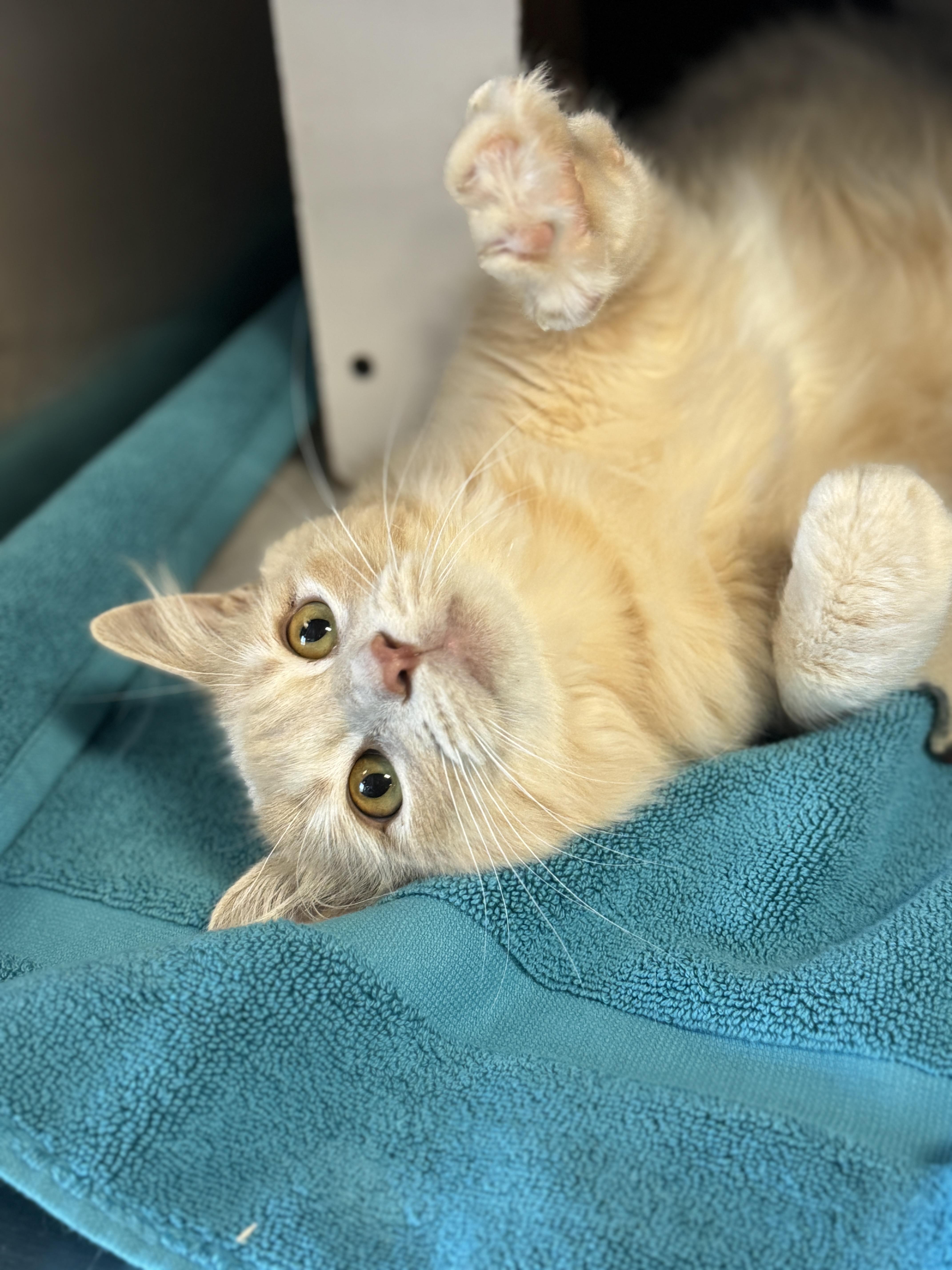 Curry, an adopted Domestic Medium Hair in Navarre, FL image 2/5