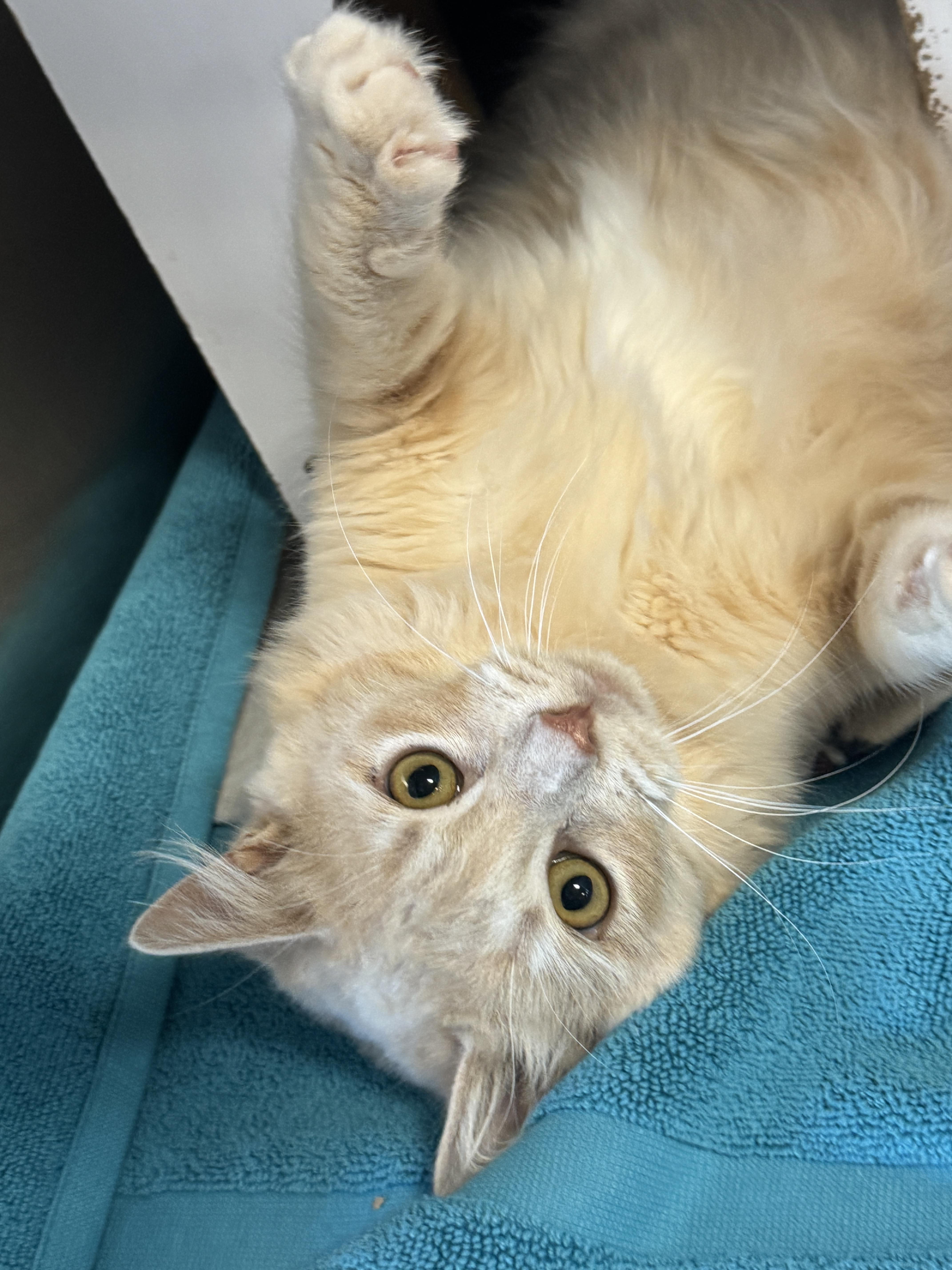 Curry, an adopted Domestic Medium Hair in Navarre, FL image 1/5