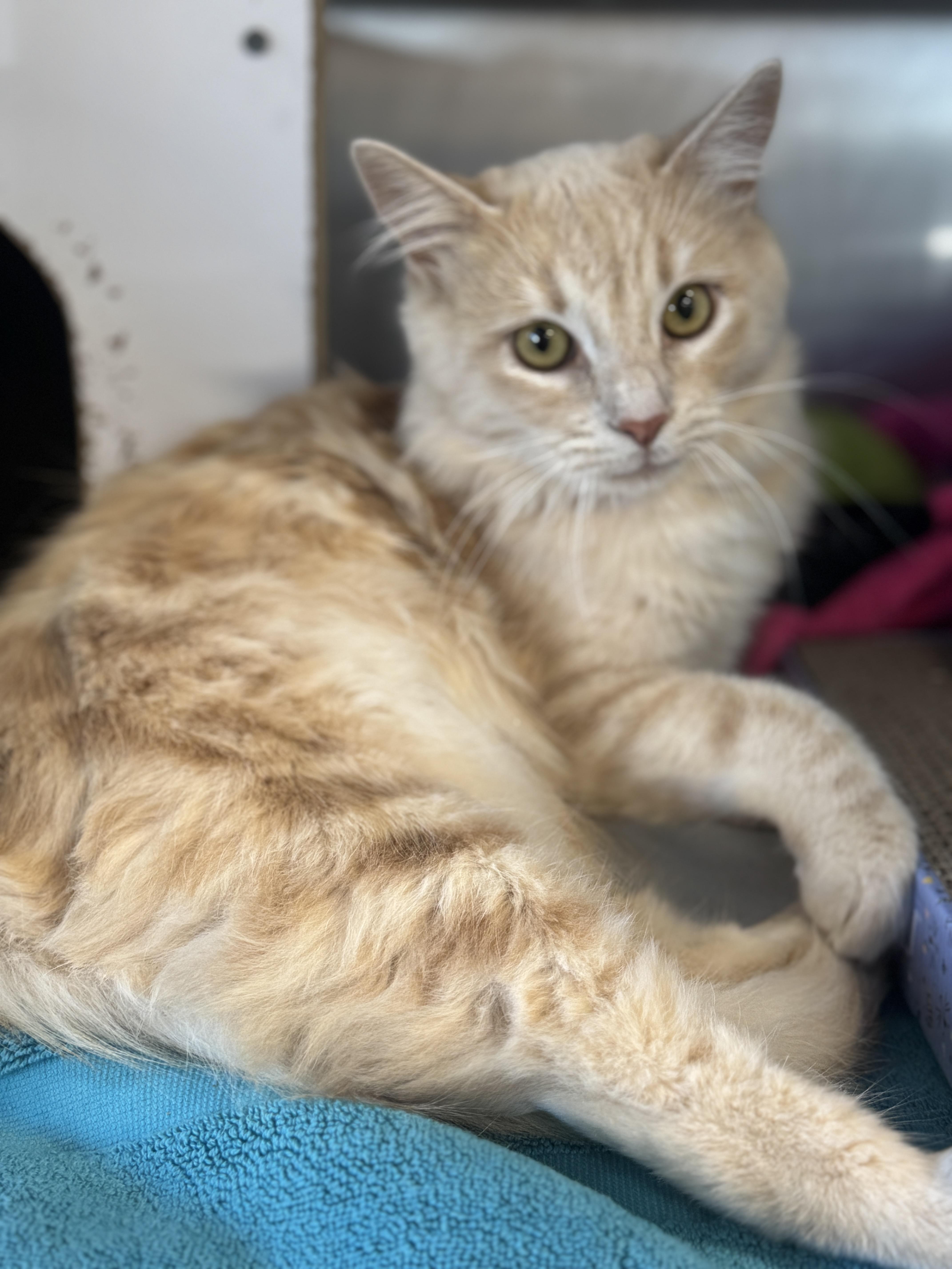 Curry, an adopted Domestic Medium Hair in Navarre, FL image 4/5