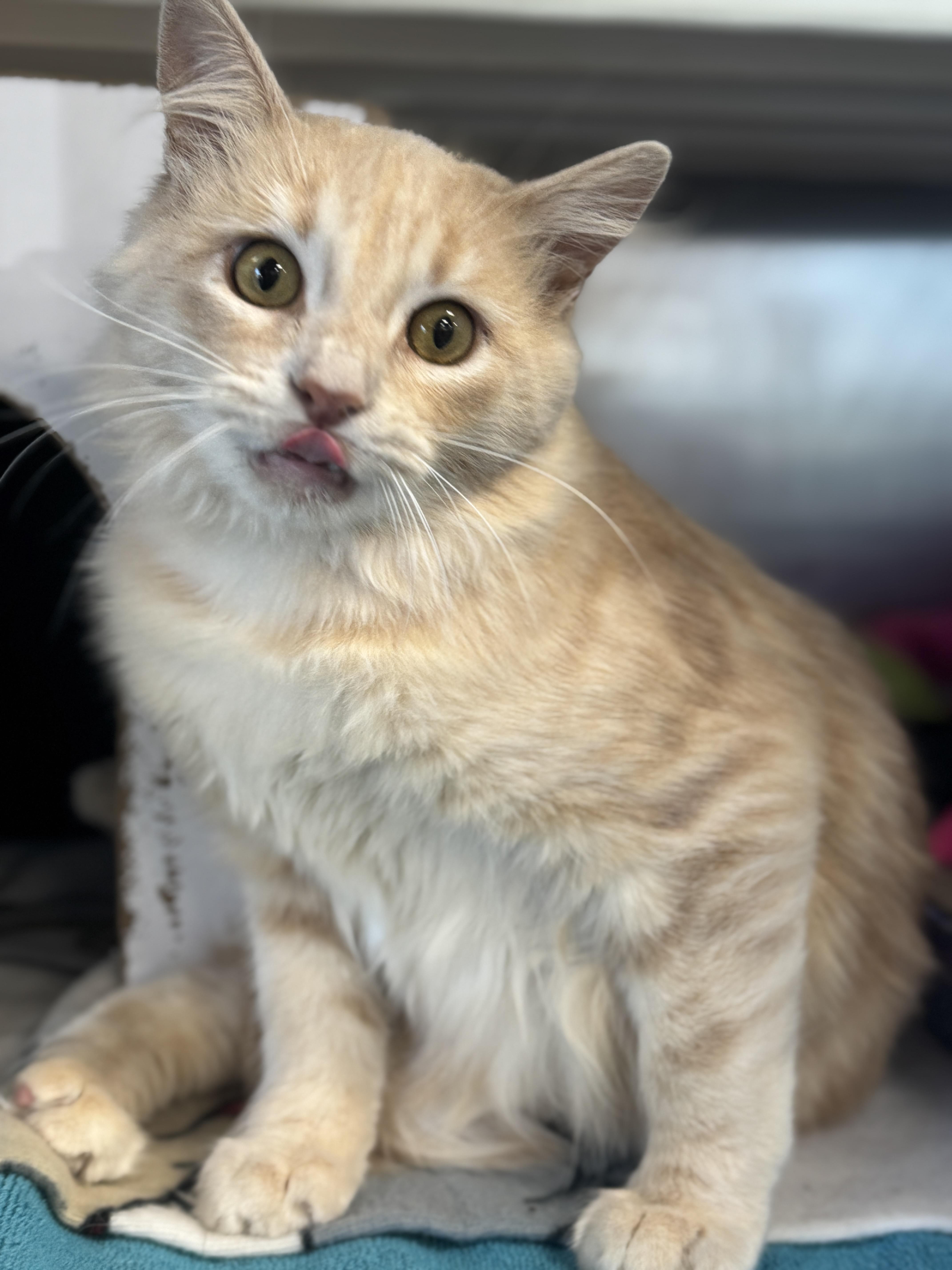 Curry, an adopted Domestic Medium Hair in Navarre, FL image 5/5