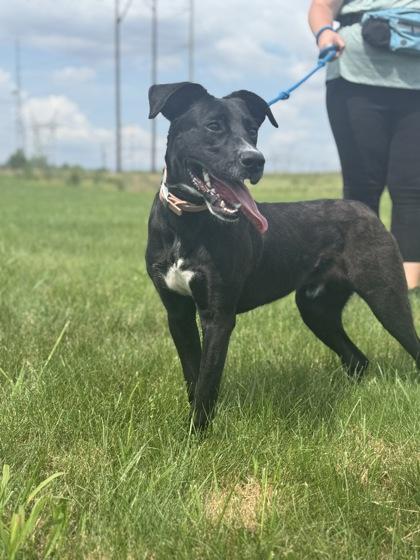 Giyu, Adoptable, Young Male Labrador Retriever & Mixed Breed.