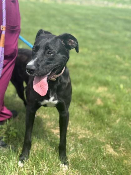 Giyu, a Adoptable mixed breed in Columbus, IN image 2/3