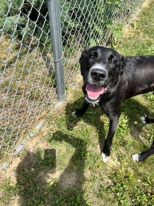 Giyu, a Adoptable mixed breed in Columbus, IN image 3/3