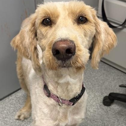 Enlarge Oakley, an adopted mixed breed in Tinley Park, IL image 1/1
