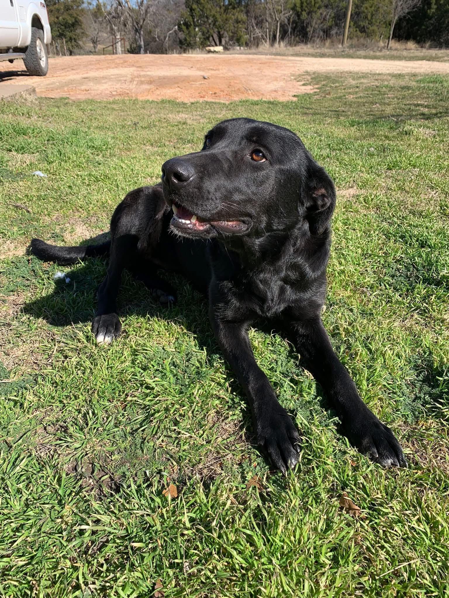 Enlarge JOON-Loveable Labrador, a Adopted mixed breed in Bedminster, NJ image 2/5