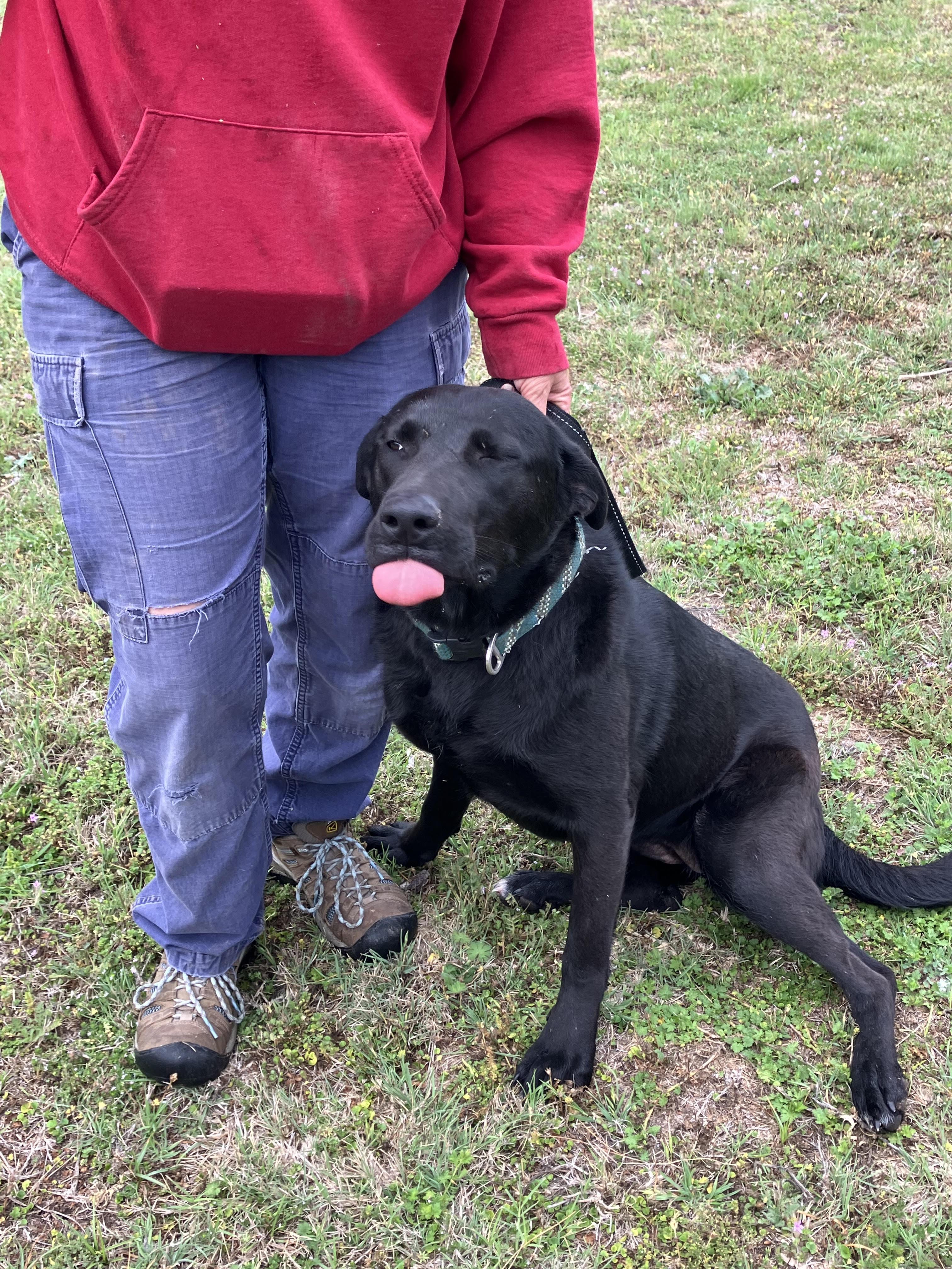 Enlarge JOON-Loveable Labrador, a Adopted mixed breed in Bedminster, NJ image 4/5