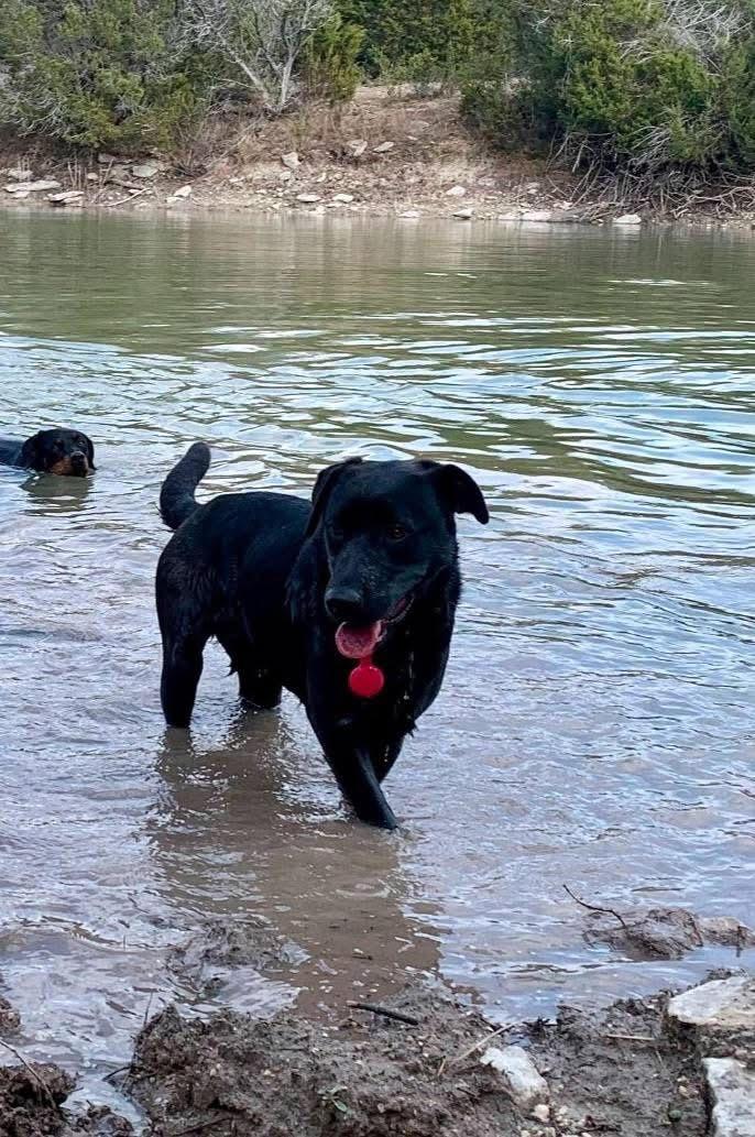 JOON-Loveable Labrador, Adopted, Adult Female Black Labrador Retriever & Mixed Breed.