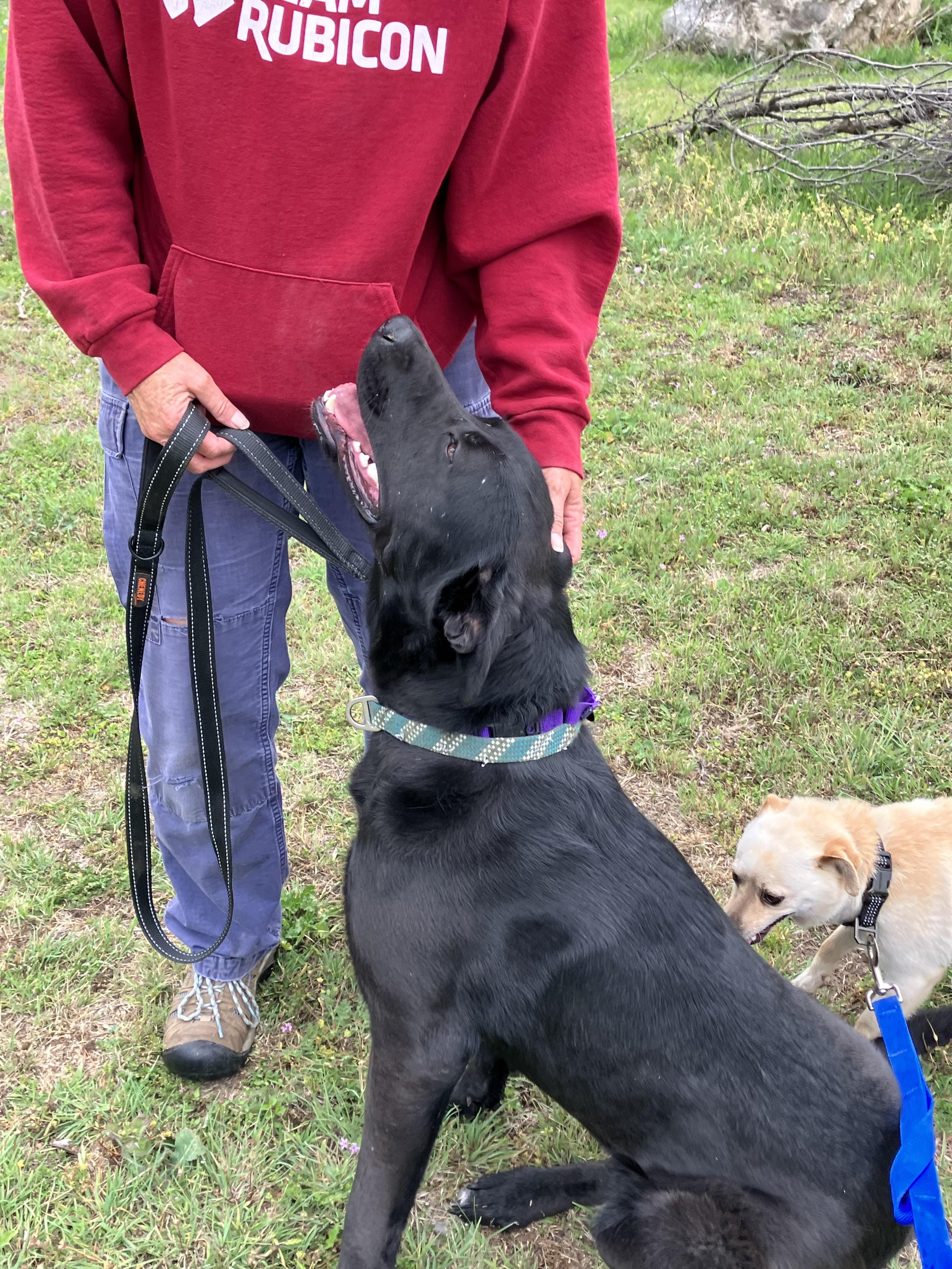 Enlarge JOON-Loveable Labrador, a Adopted mixed breed in Bedminster, NJ image 3/5