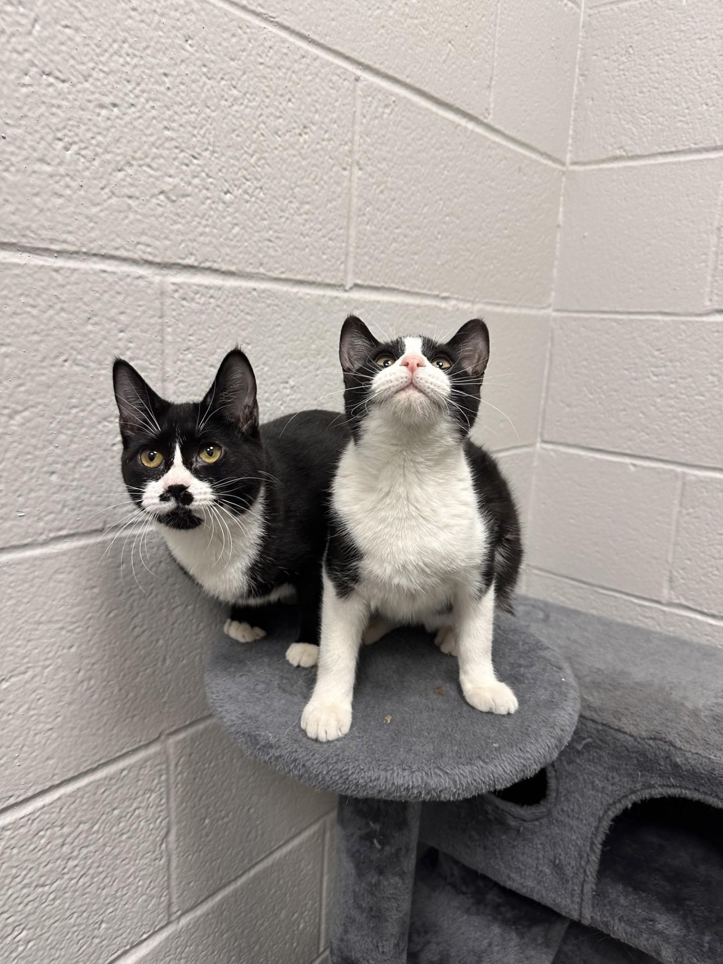 Enlarge Heidi and Primrose, an adopted Domestic Short Hair in Teterboro, NJ image 2/2