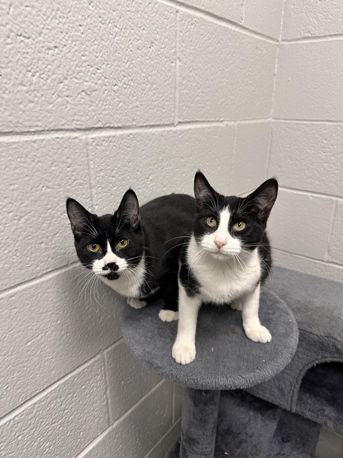 Heidi and Primrose, adopted, Young Female Domestic Short Hair.