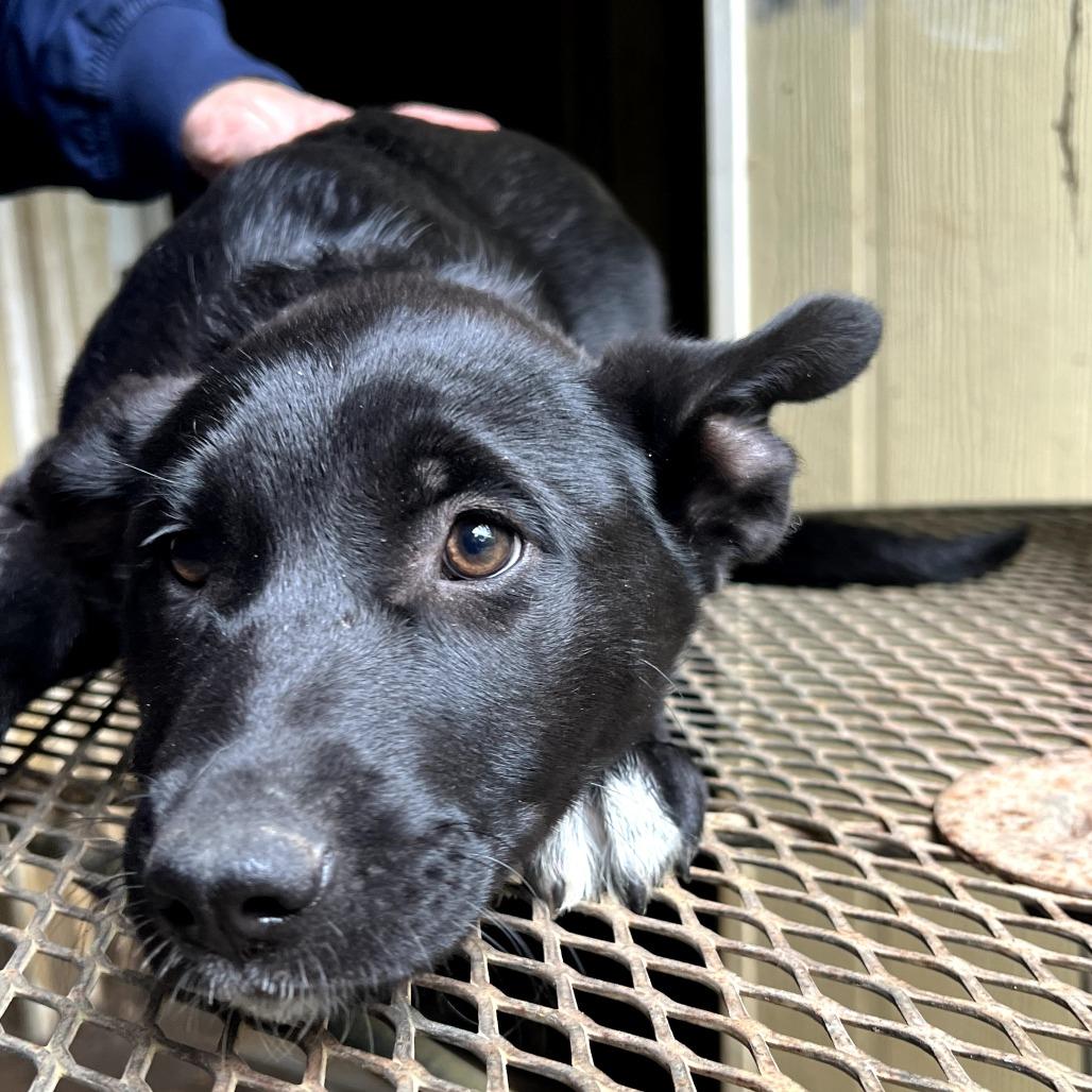 Audrey — thumbnail 3