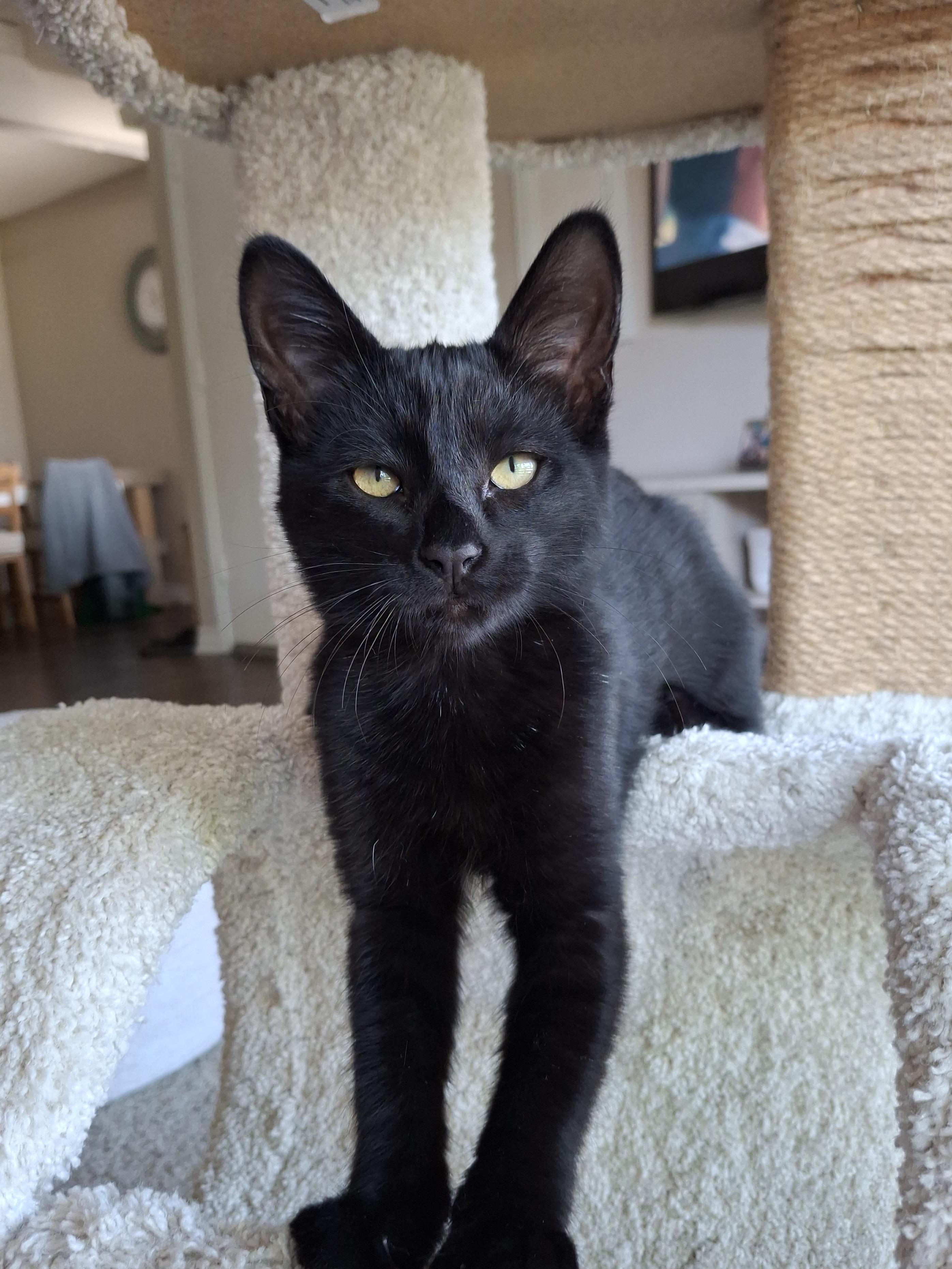 Enlarge Topanga, an adopted mixed breed in Yorba Linda, CA image 2/6