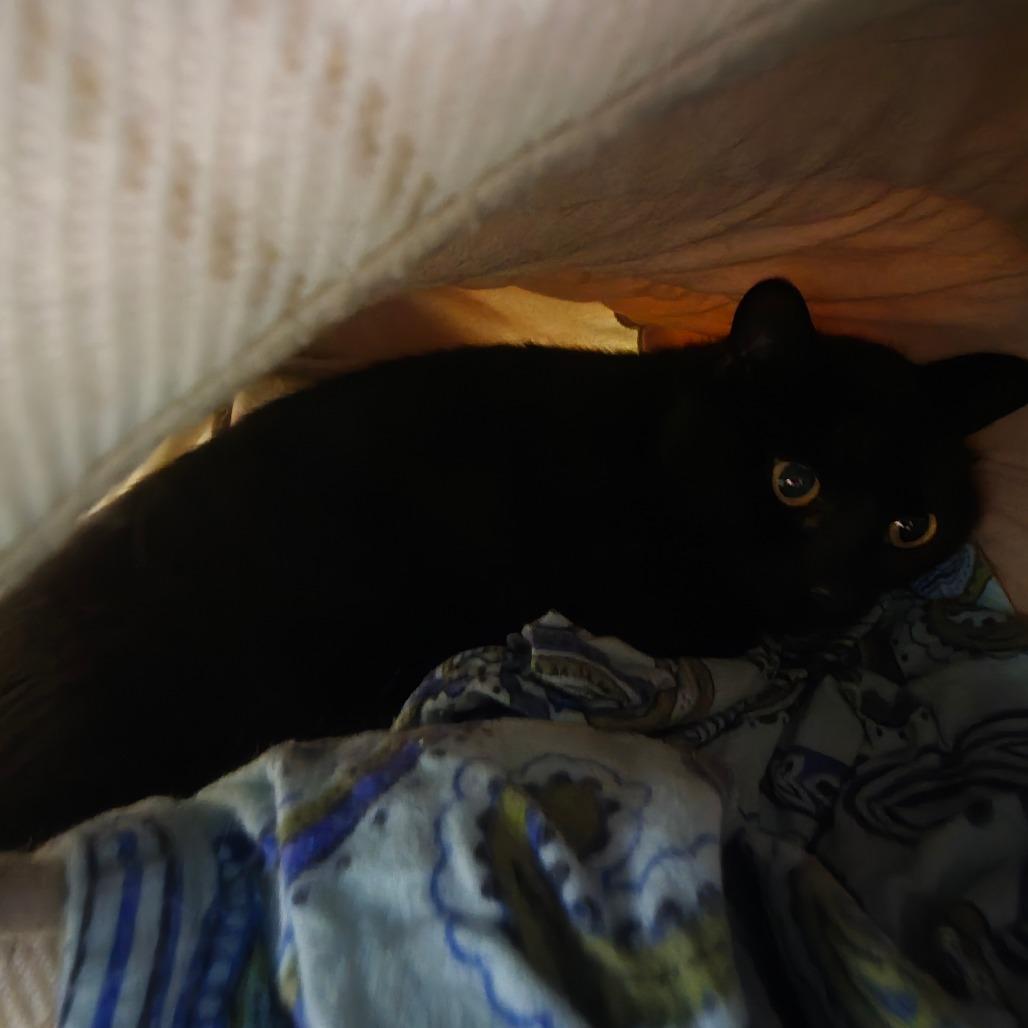 Zora, Adoptable, Adult Female Domestic Short Hair.