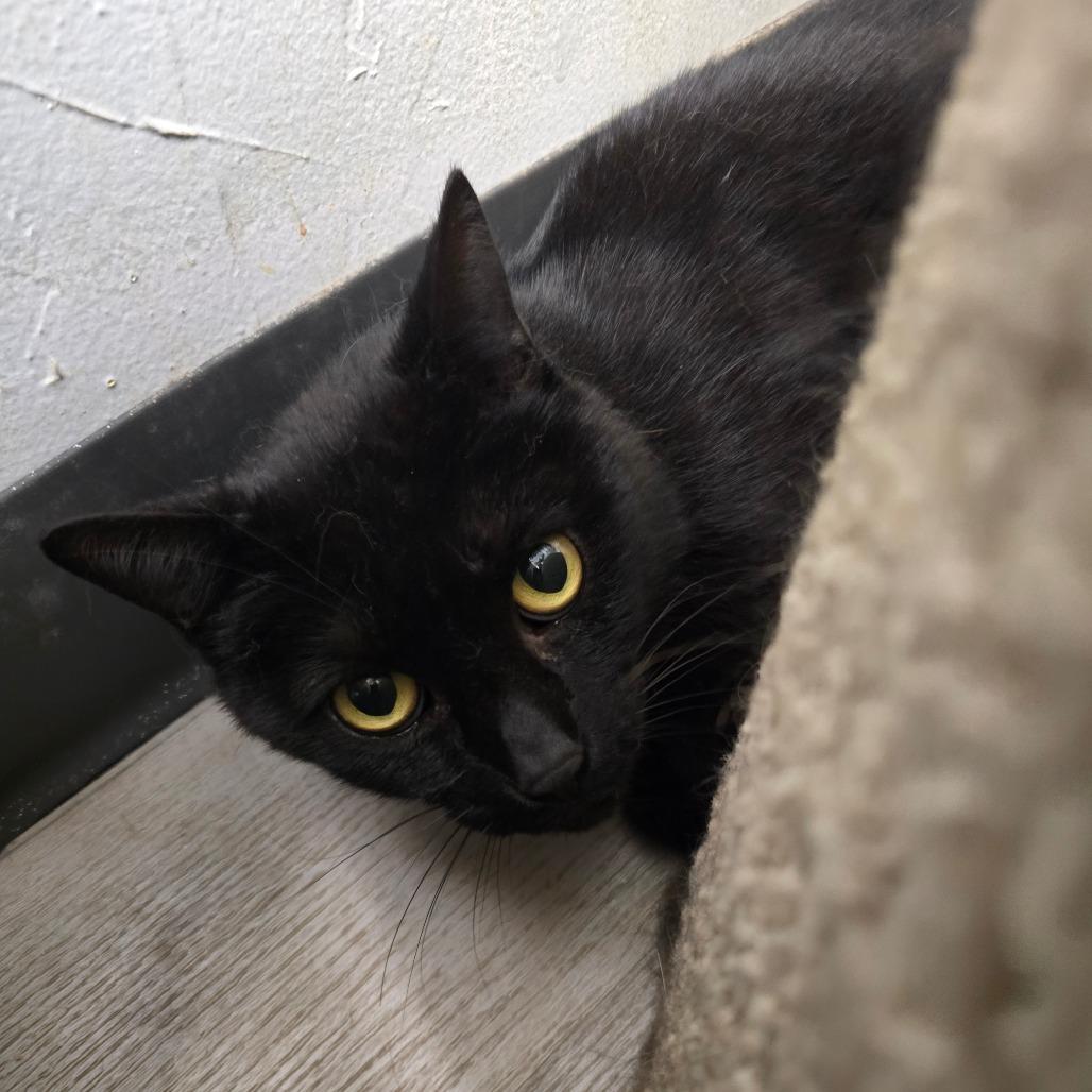 Zora, a Adoptable Domestic Short Hair in Waldorf, MD image 2/3