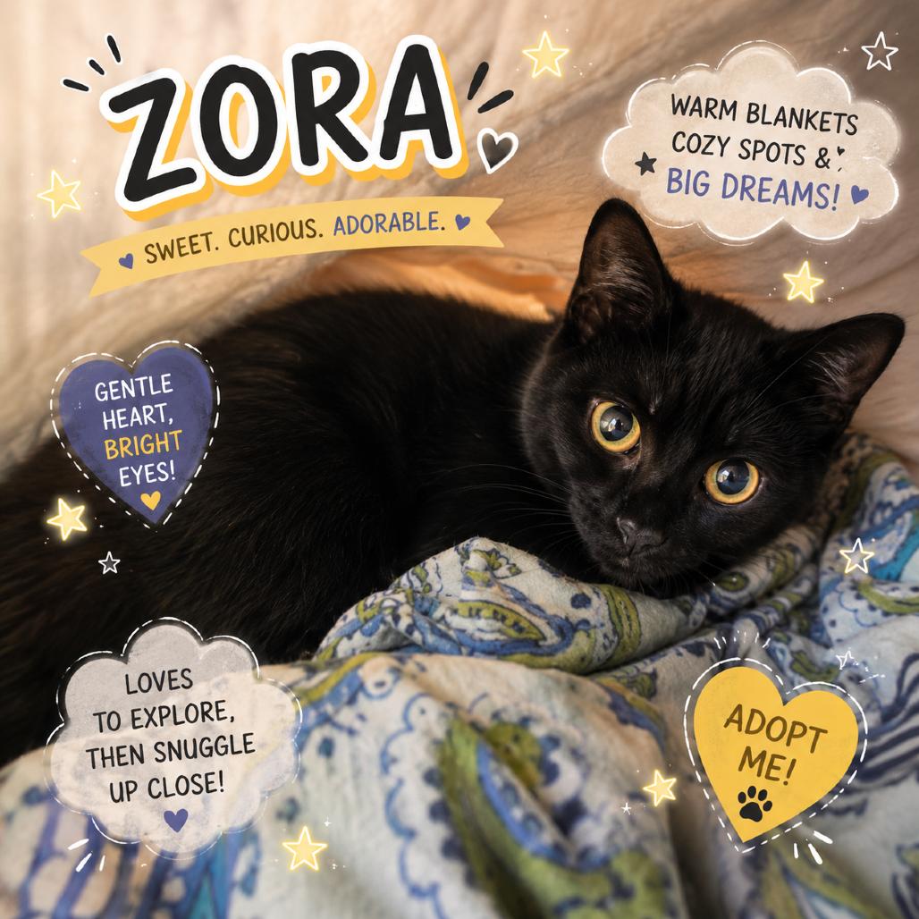 Zora, a Adoptable Domestic Short Hair in Waldorf, MD image 3/3