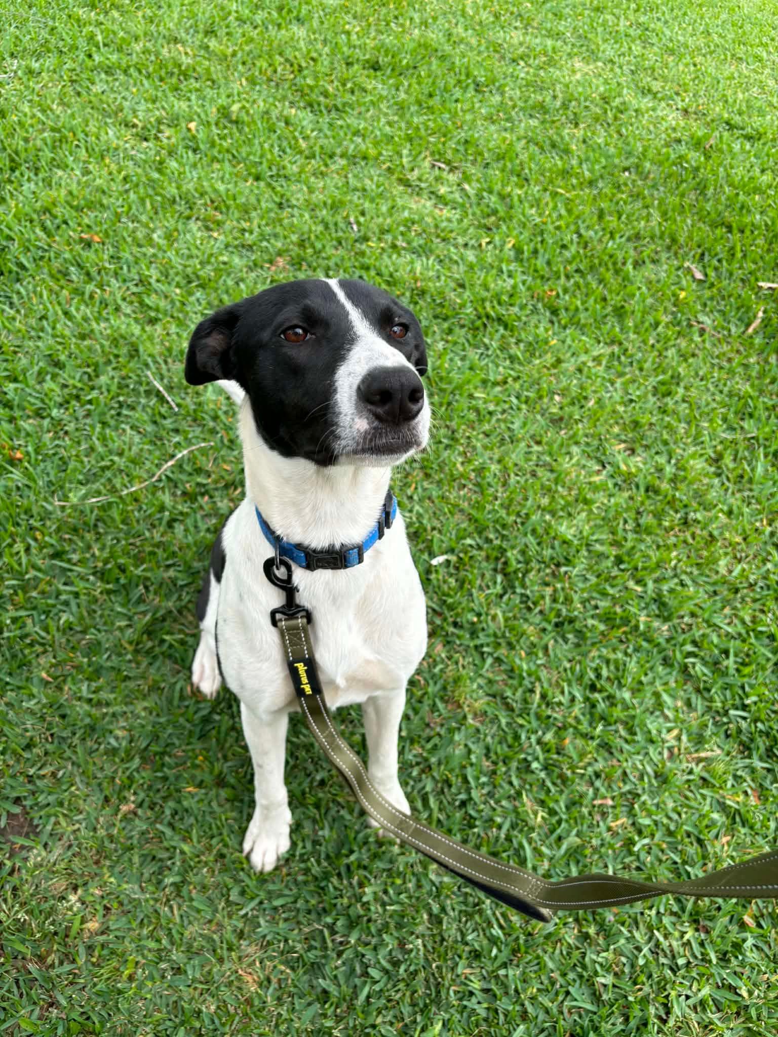 Enlarge CANDY, a Adoptable mixed breed in Pleasant Valley, MO image 5/6