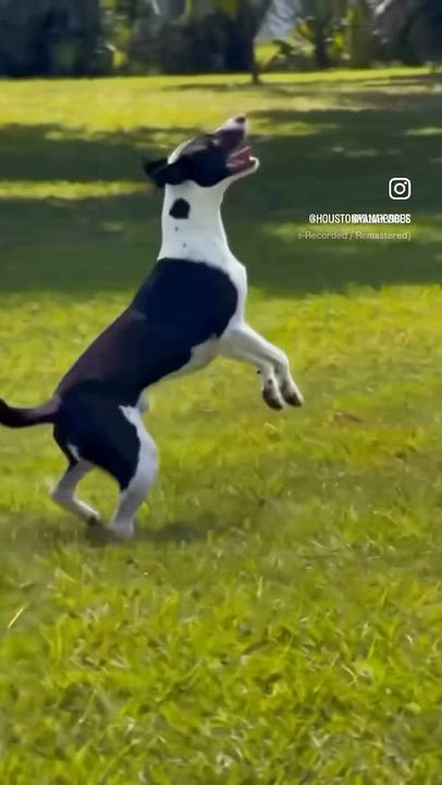 Enlarge CANDY, a Adoptable mixed breed in Pleasant Valley, MO video 6/6