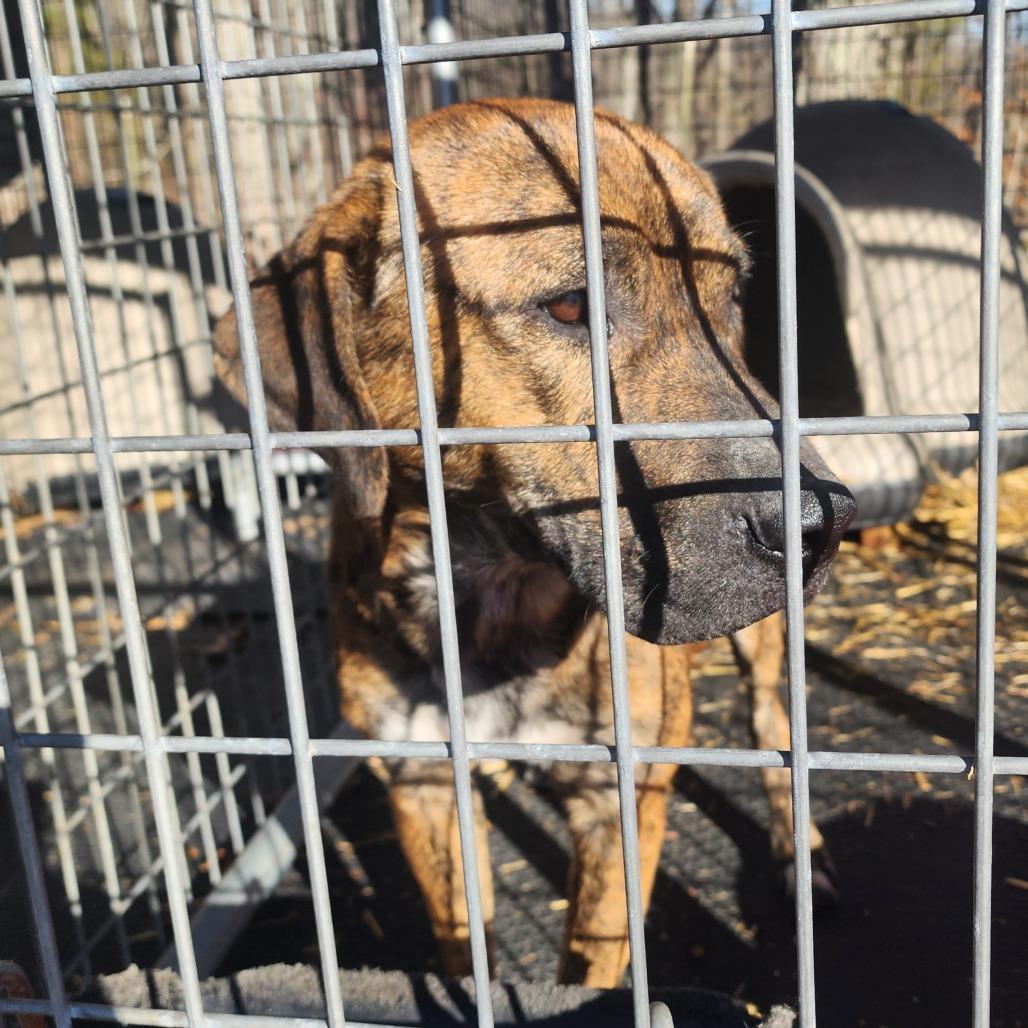 Rocky, Adoptable, Adult Male Mixed Breed.