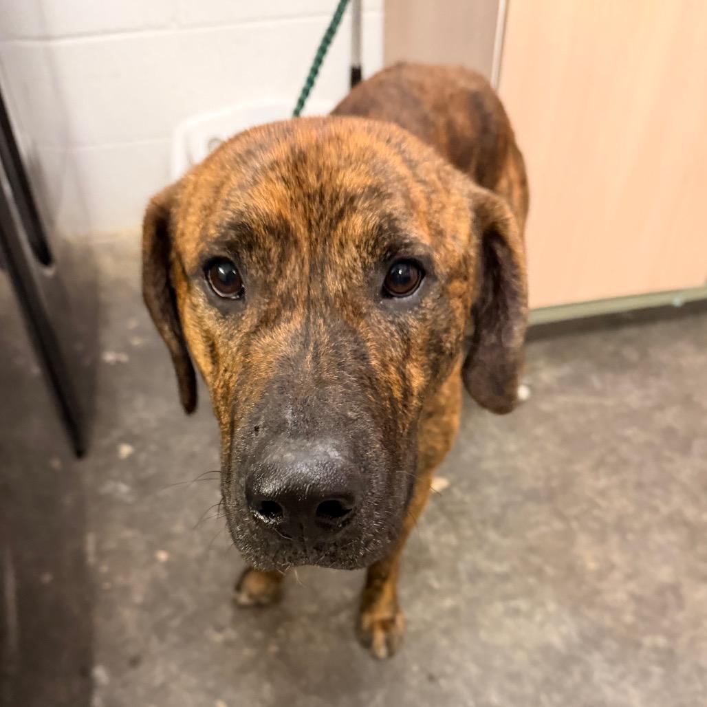 Enlarge Rocky, a Adoptable Mixed Breed in Evensville, TN image 2/4