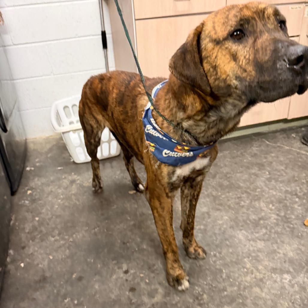 Enlarge Rocky, a Adoptable Mixed Breed in Evensville, TN image 3/4