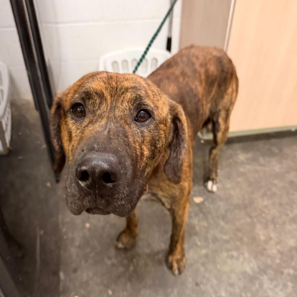 Enlarge Rocky, a Adoptable Mixed Breed in Evensville, TN image 4/4